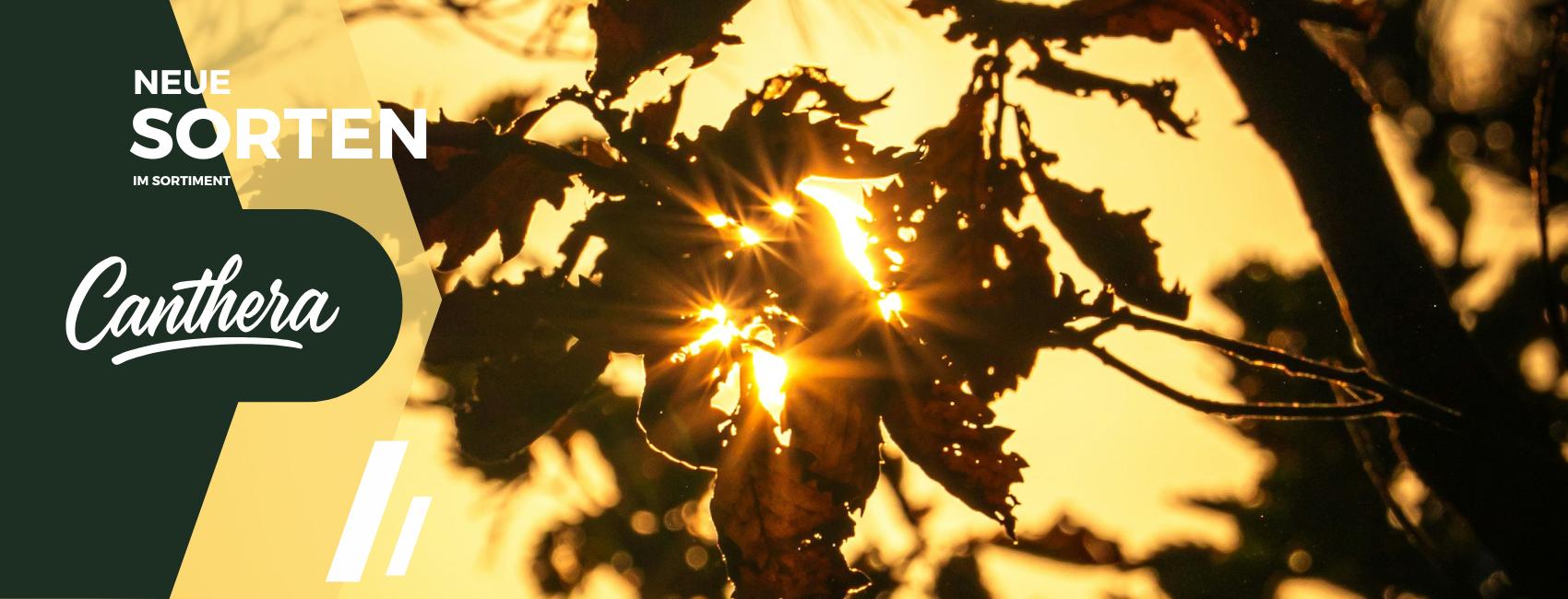 Neue Medizinalcannabis-Sorten im Sortiment Neue Medizinalcannabis-Sorten im Sortiment