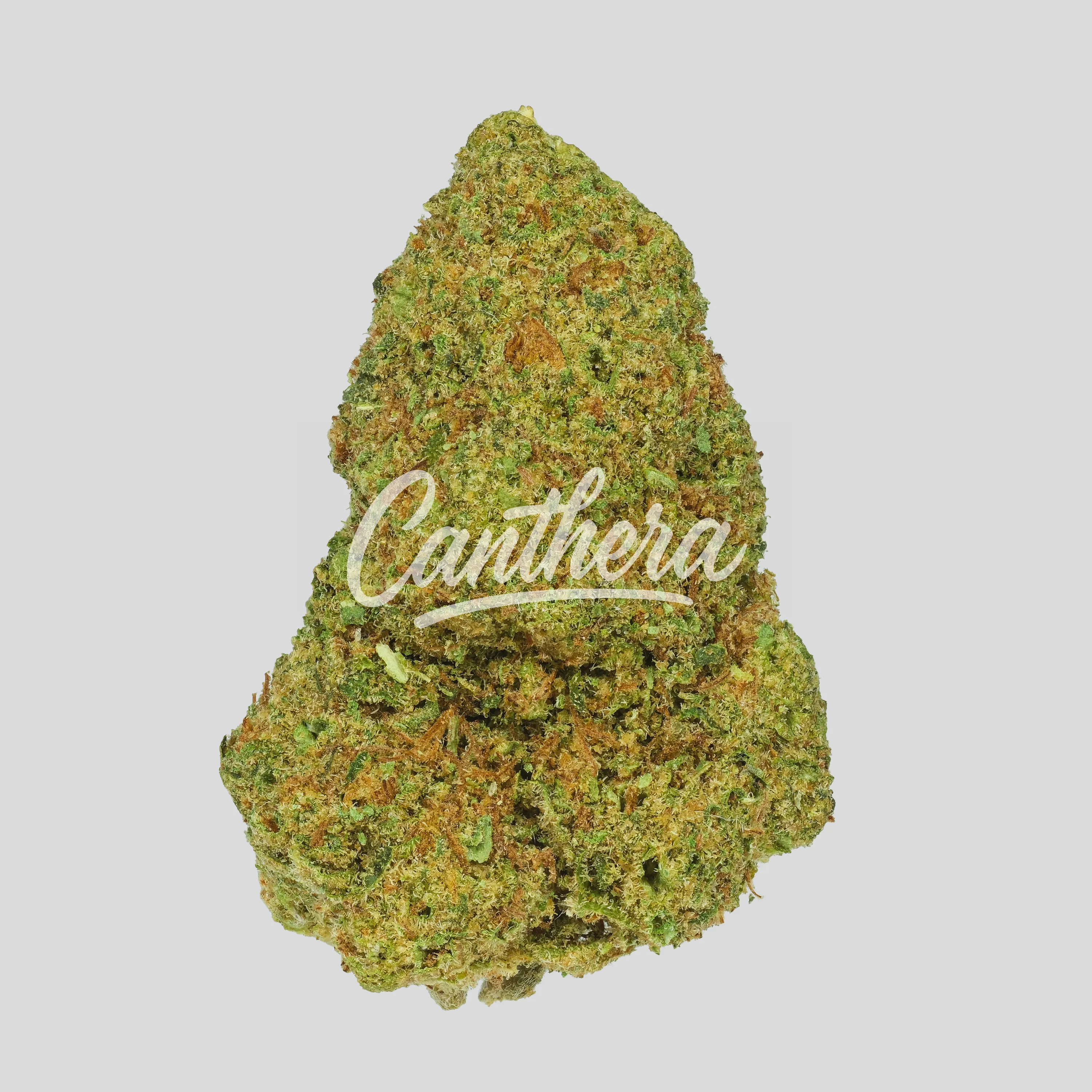 NOC KS 23/1 - KO x Sherbet Shocker NOC KS 23/1 - KO x Sherbet Shocker