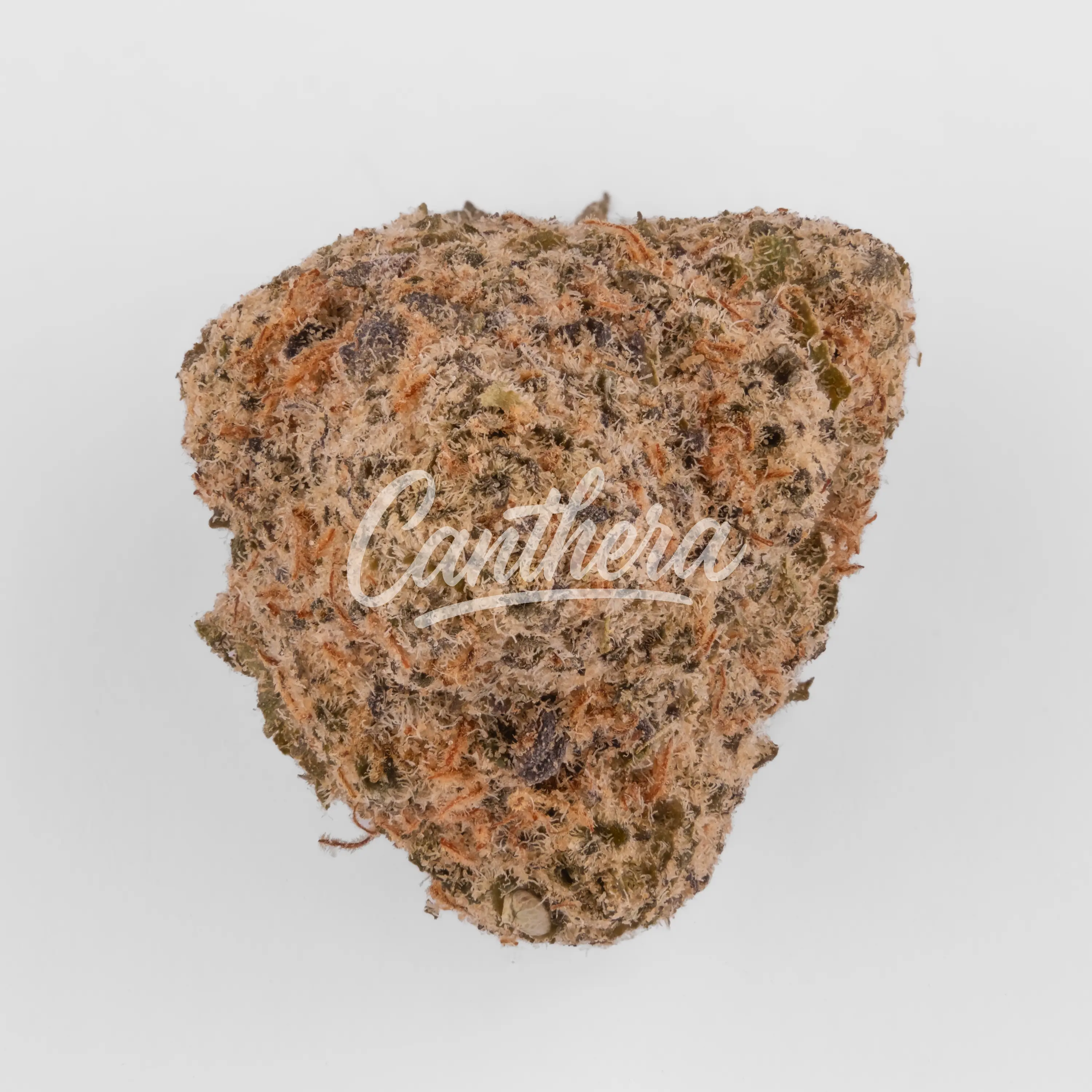 All Nations GM 25/1 - Mac Doughnut Nahaufnahme einer medizinischen Cannabisblüte