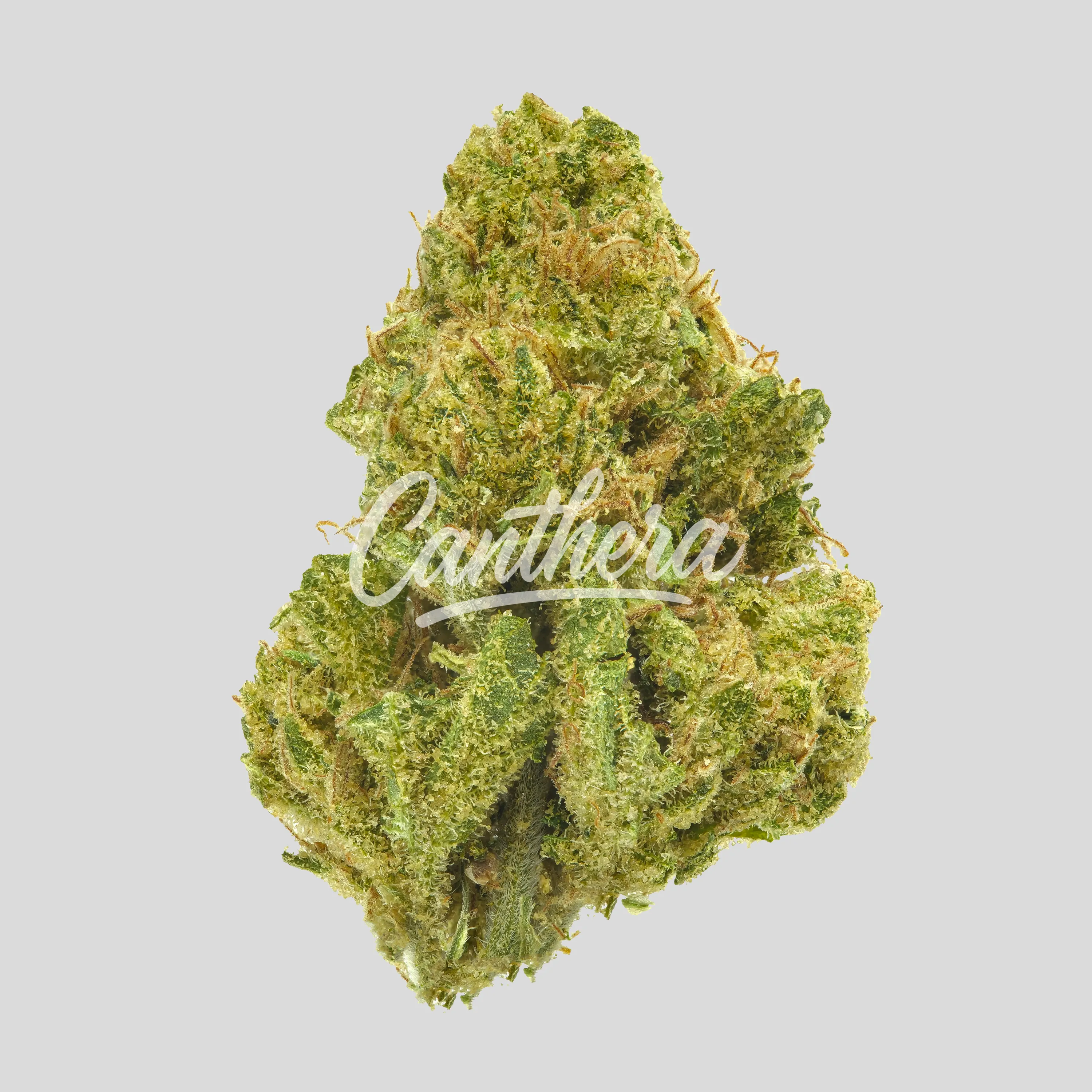 Remexian 20/1 MHI HUW - Humble Warrior