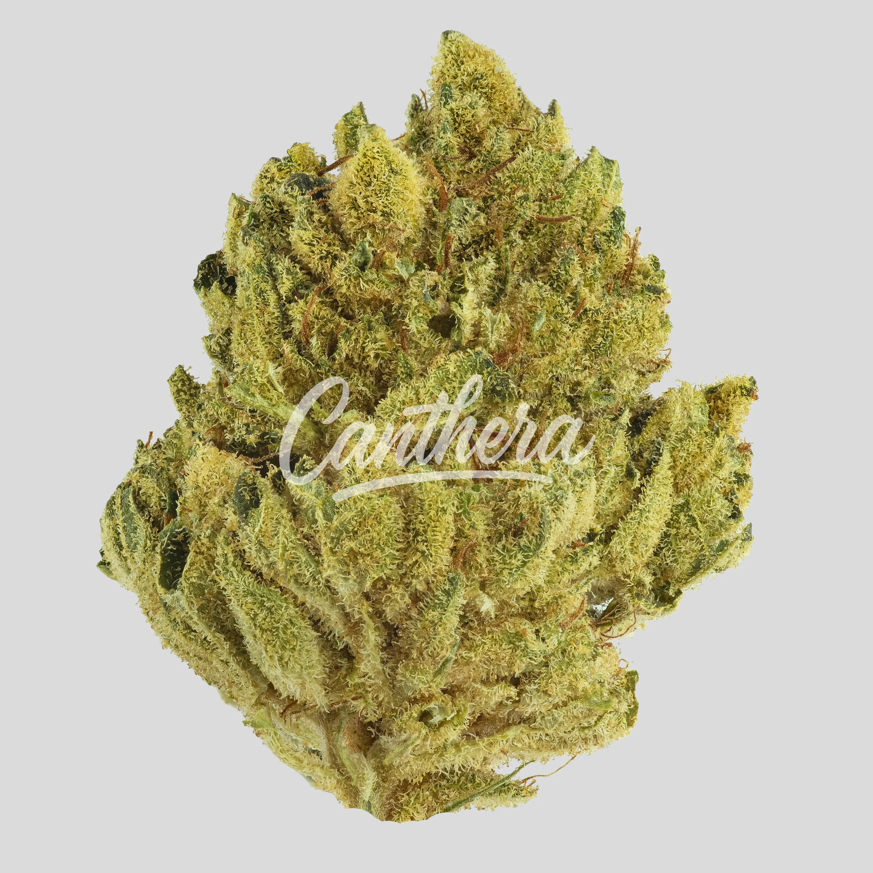 Remexian 20/1 MHI GG4 - Gorilla Glue Remexian 20/1 MHI GG4 - Gorilla Glue