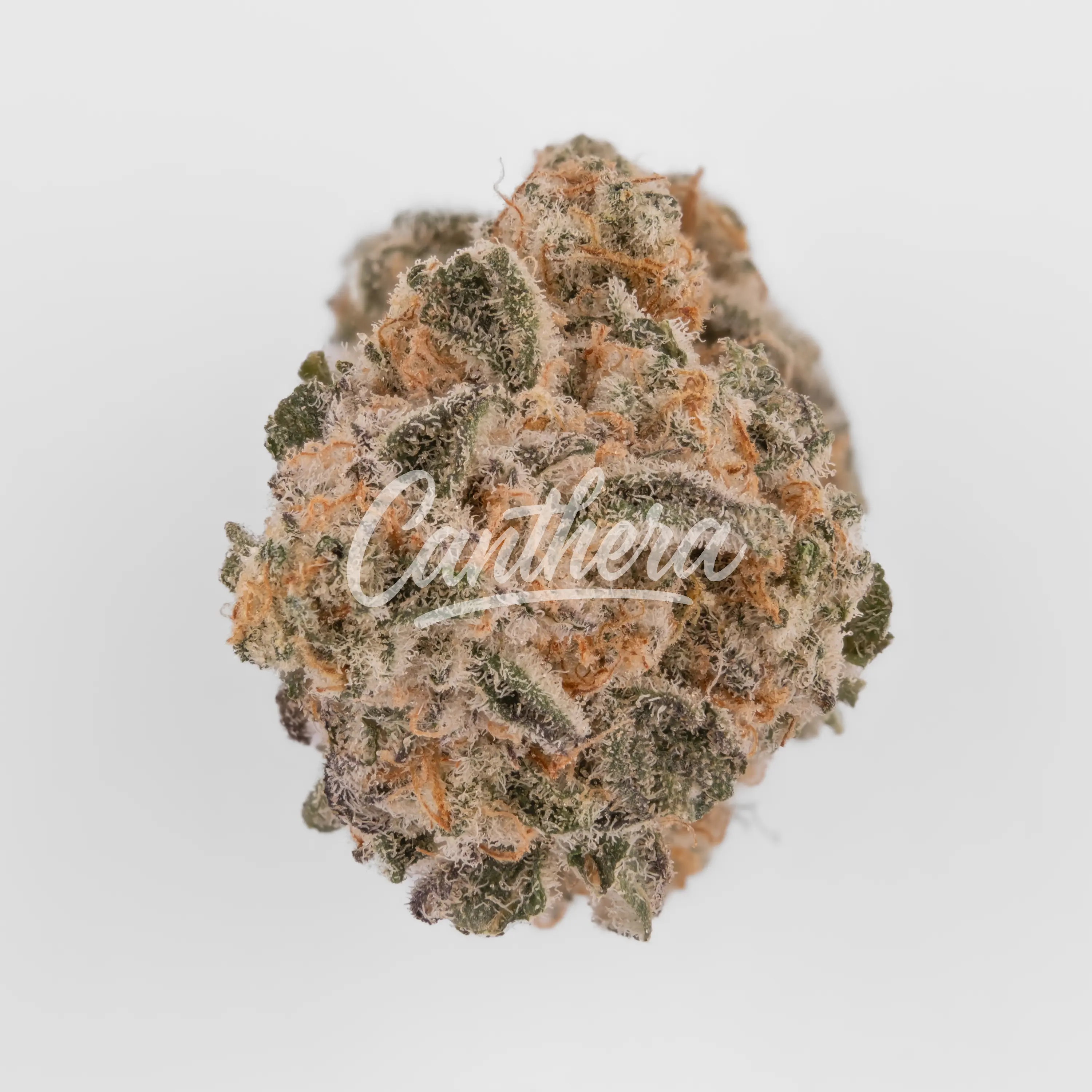 420 Evolution 22/1 CA MAC - MAC 1 Nahaufnahme einer medizinischen Cannabisblüte