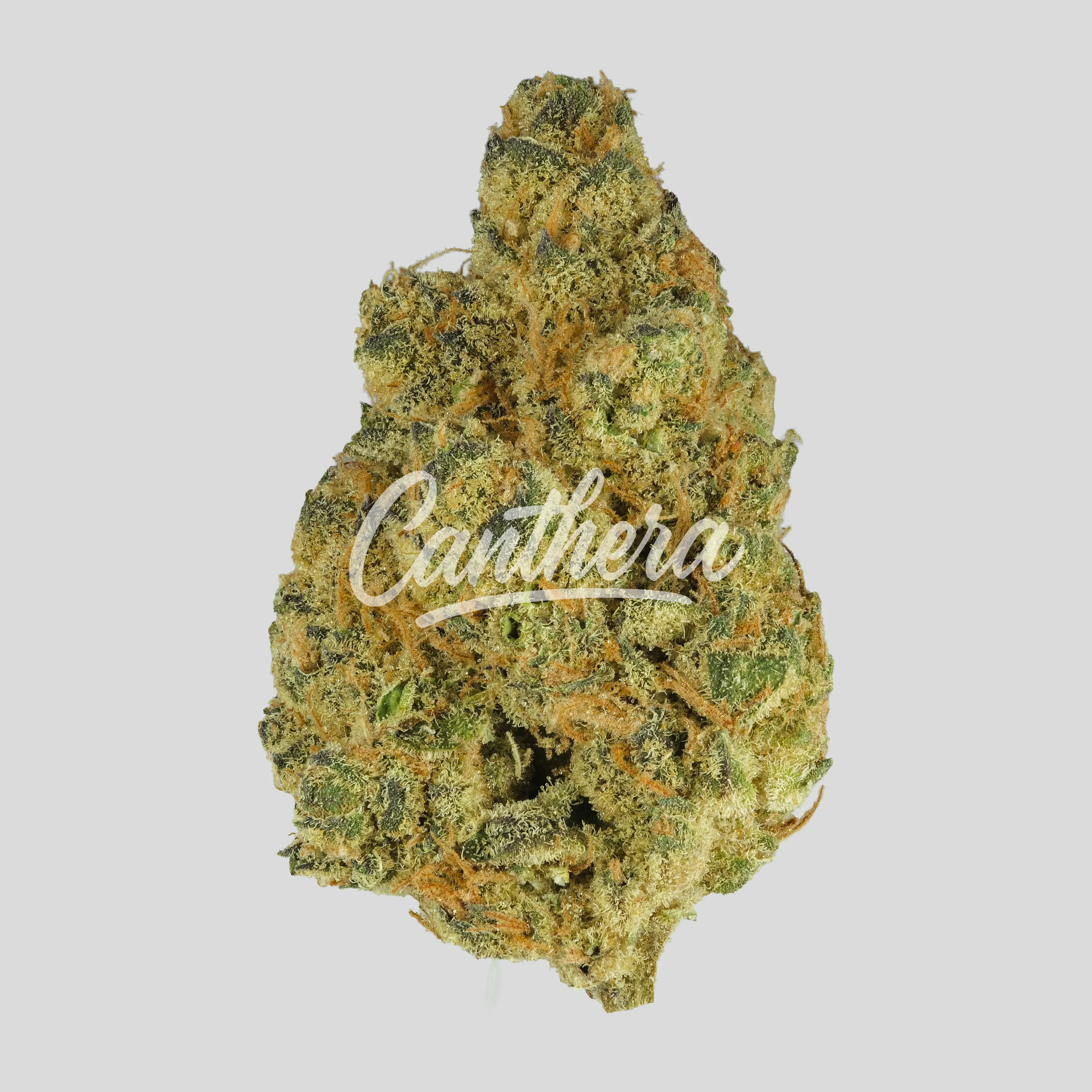 APEX GOA-PT-26 - Governmint Oasis APEX GOA-PT-26 - Governmint Oasis