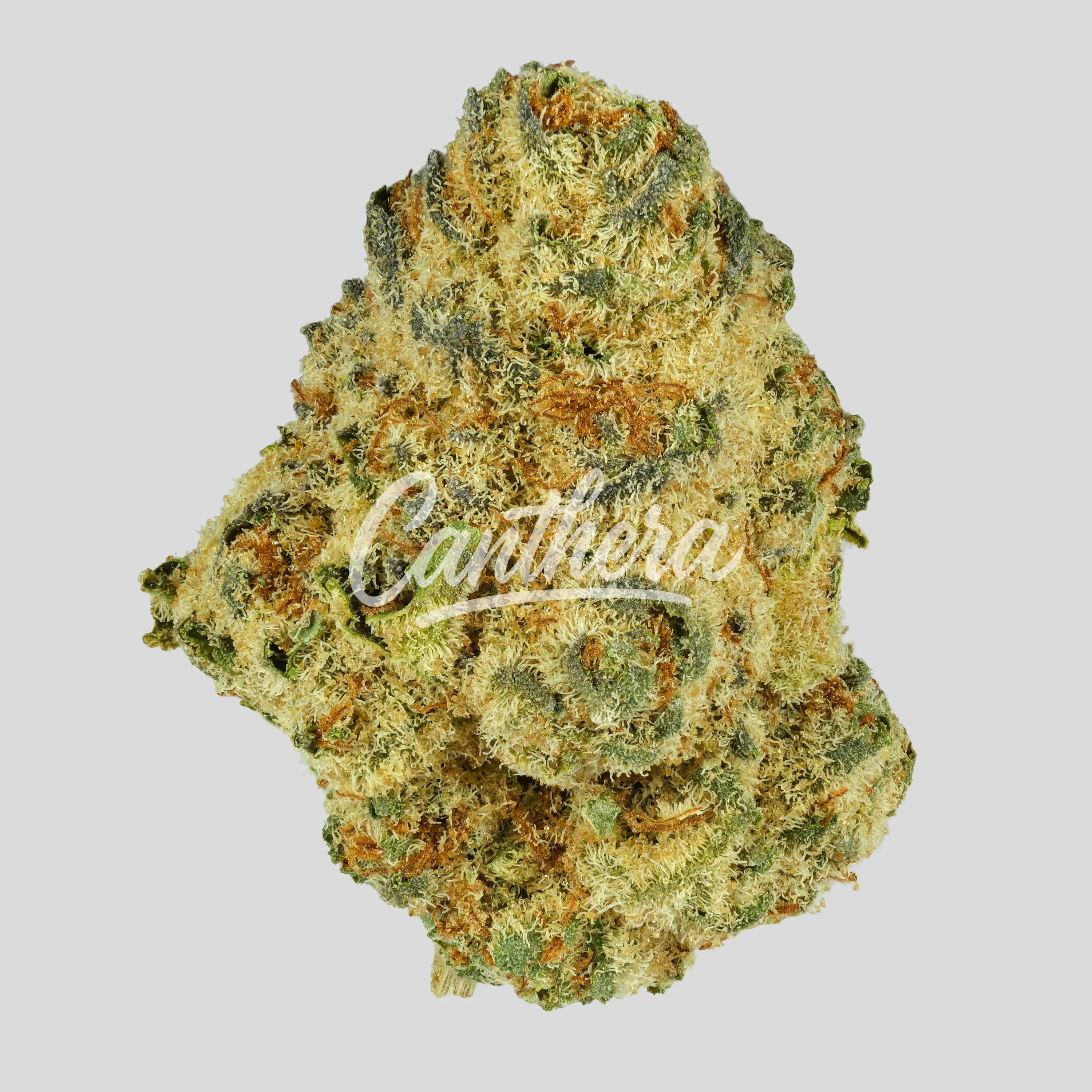 Medicus 24/1 YAR RND - Razzle n' Dazzle Medicus 24/1 YAR RND - Razzle n' Dazzle