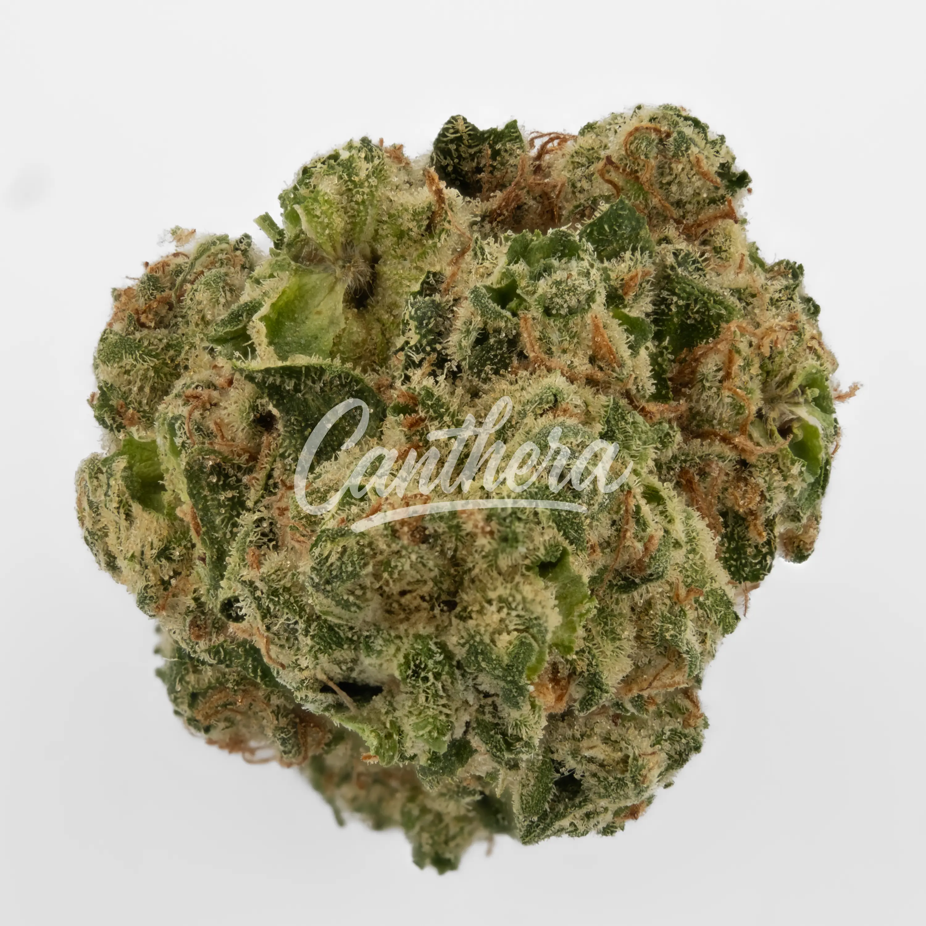 Nahaufnahme einer medizinischen Cannabisblüte