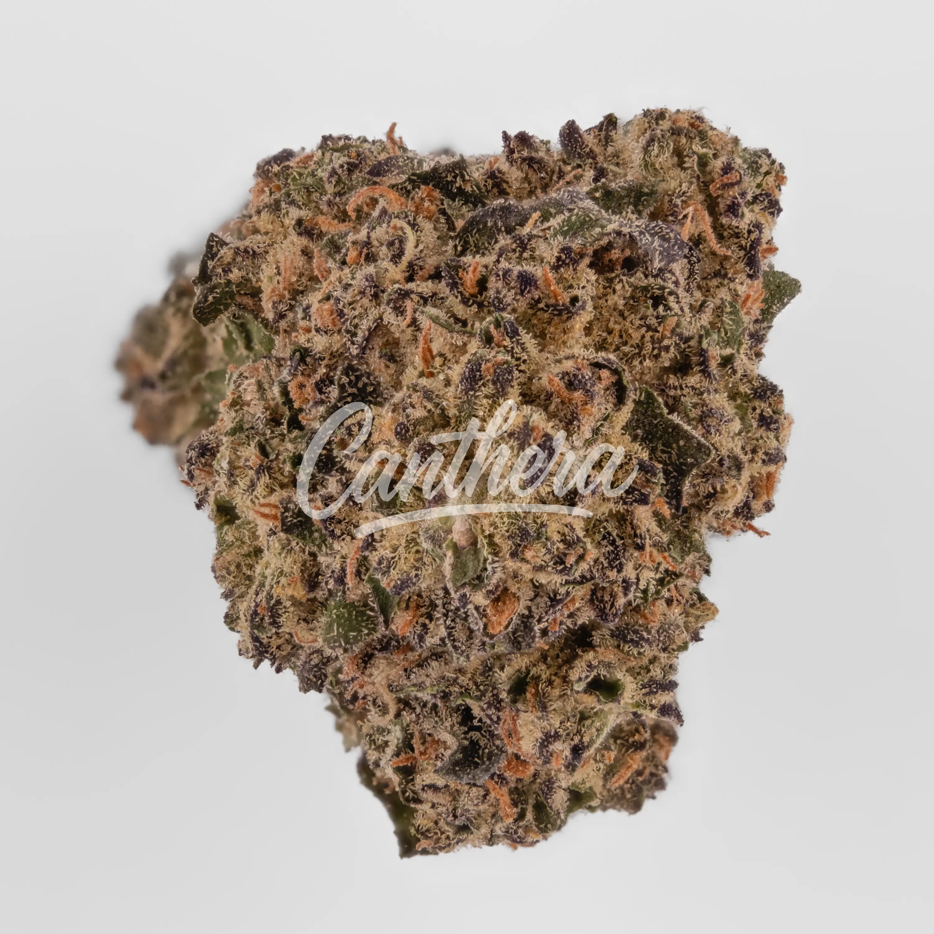 Mediprocan Simba 25/1 - Purple Panther Nahaufnahme einer medizinischen Cannabisblüte