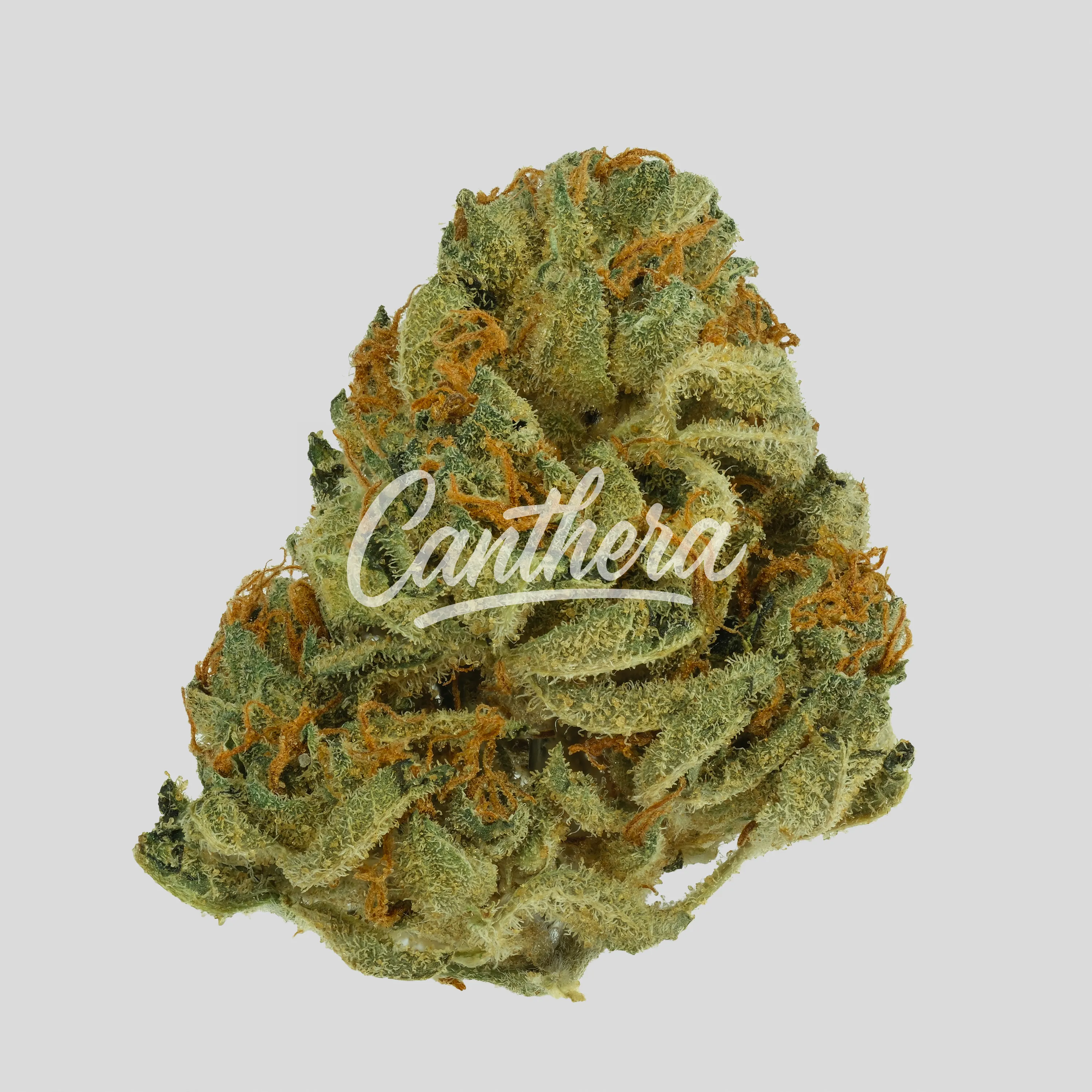 NICE 20/1 LMJ - Lemon Jane NICE 20/1 LMJ - Lemon Jane