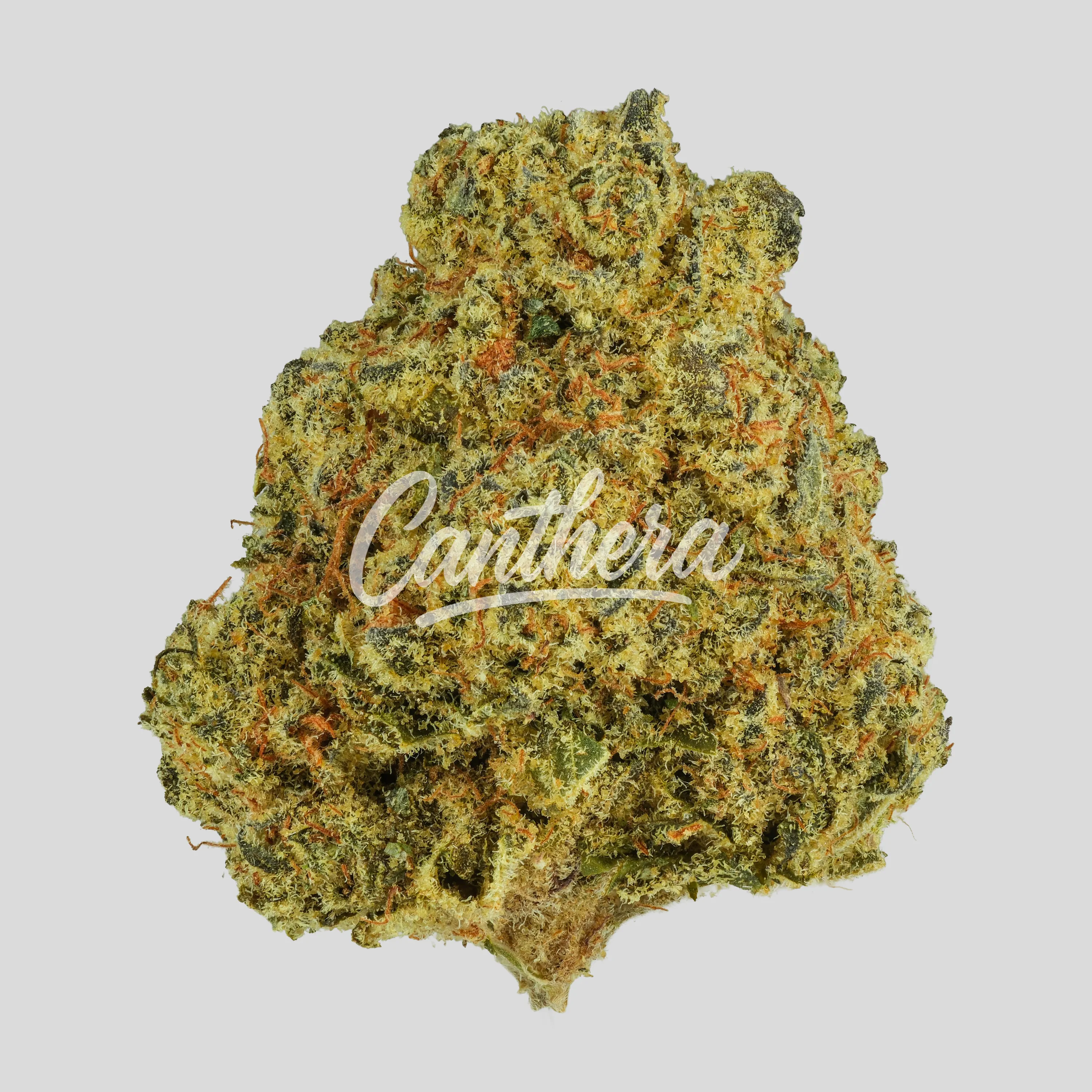 Luana 24/1 Pine - Solpina Magic Luana 24/1 Pine - Solpina Magic