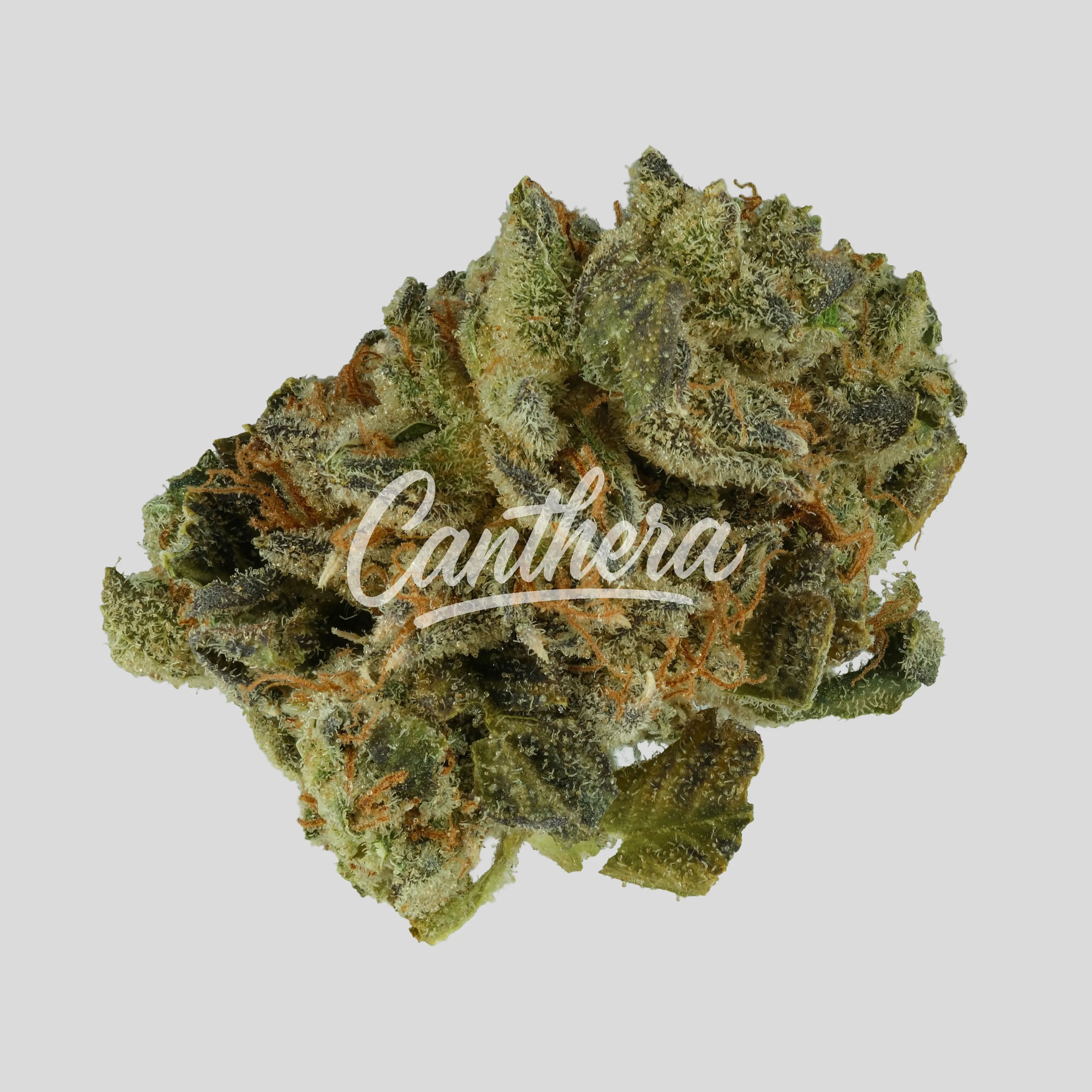 420 Evolution 20/1 CA PVB - Private Banana