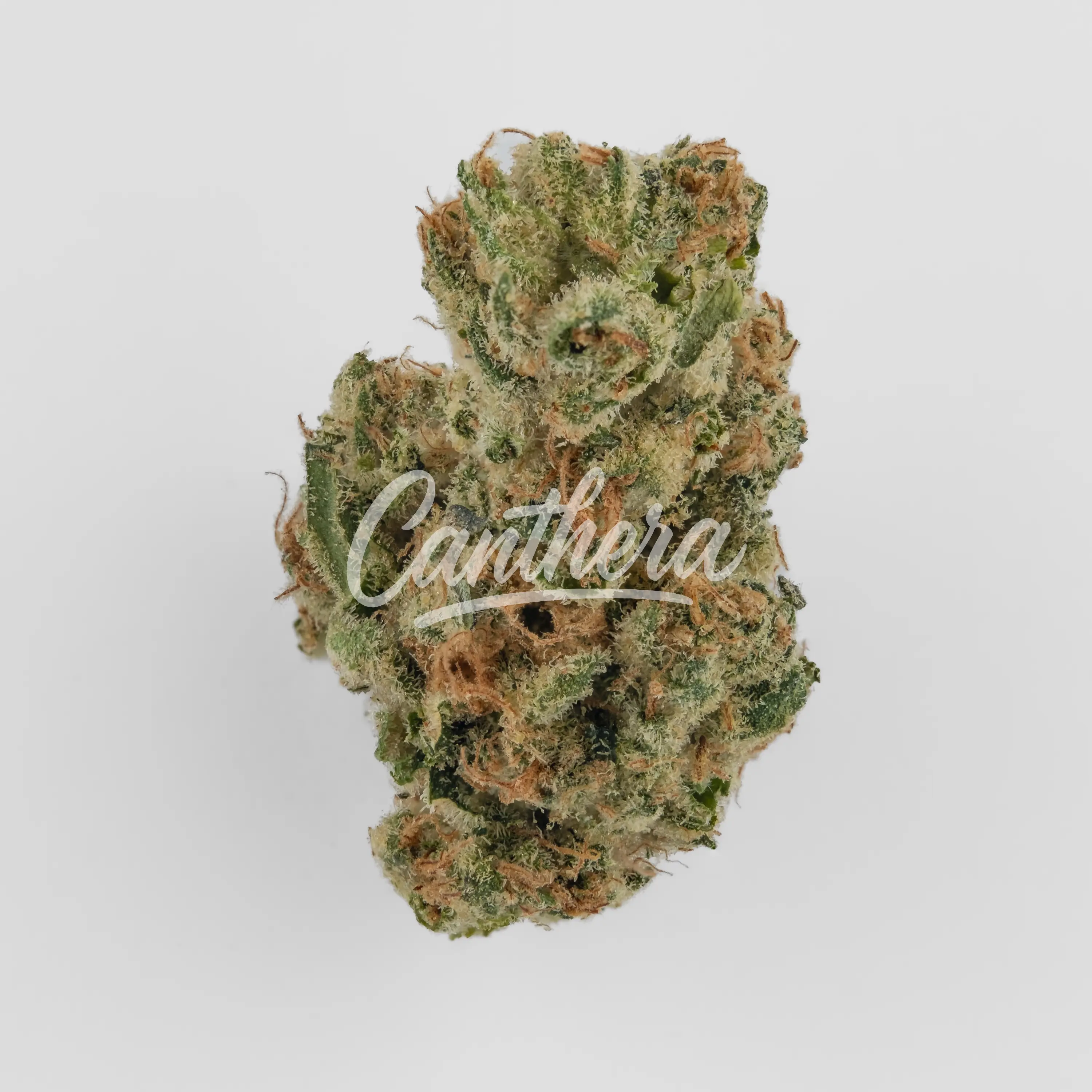 420 Evolution 25/1 CA PLD - Plum Driver Nahaufnahme einer medizinischen Cannabisblüte