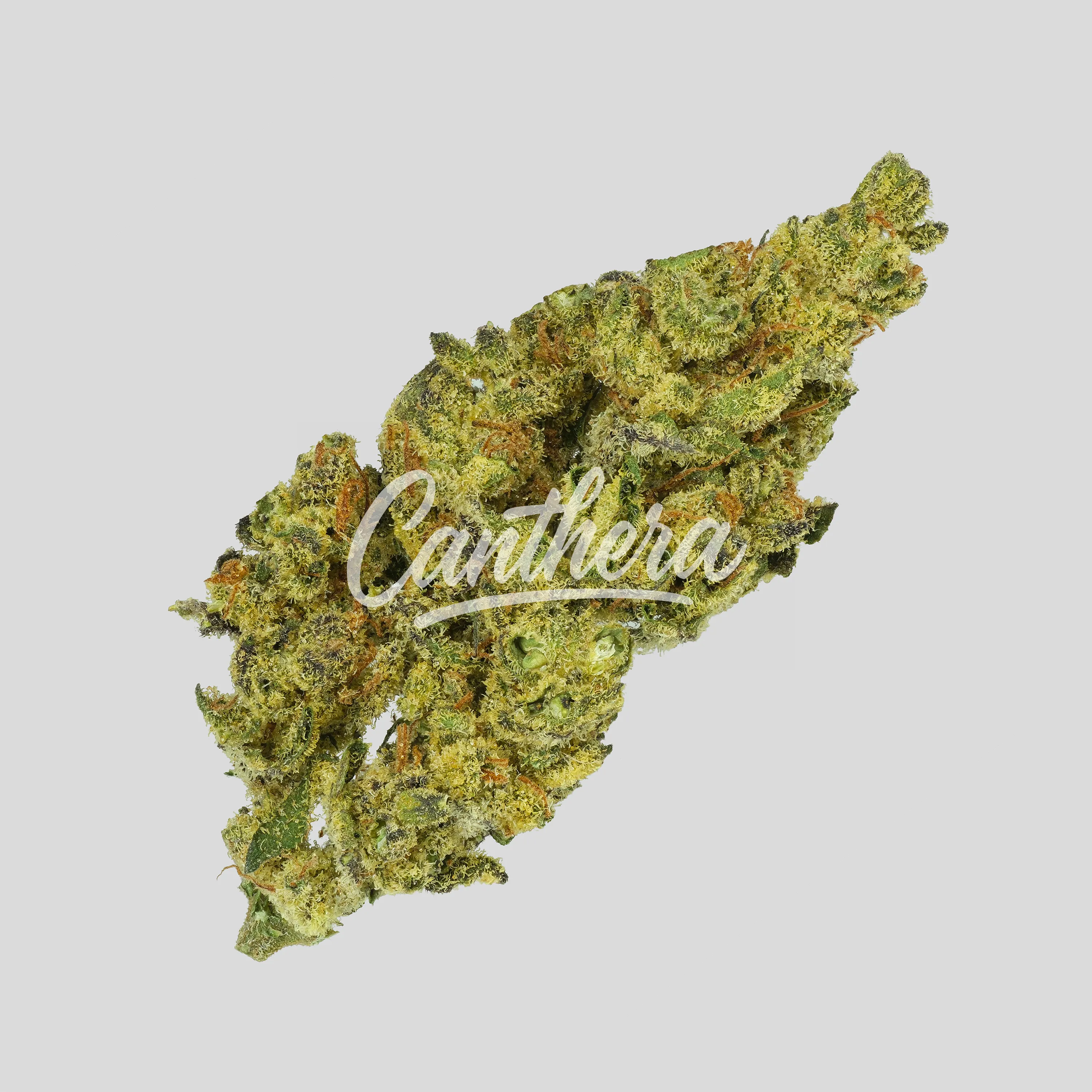 BG 22 GPG COL - Grape Gasoline