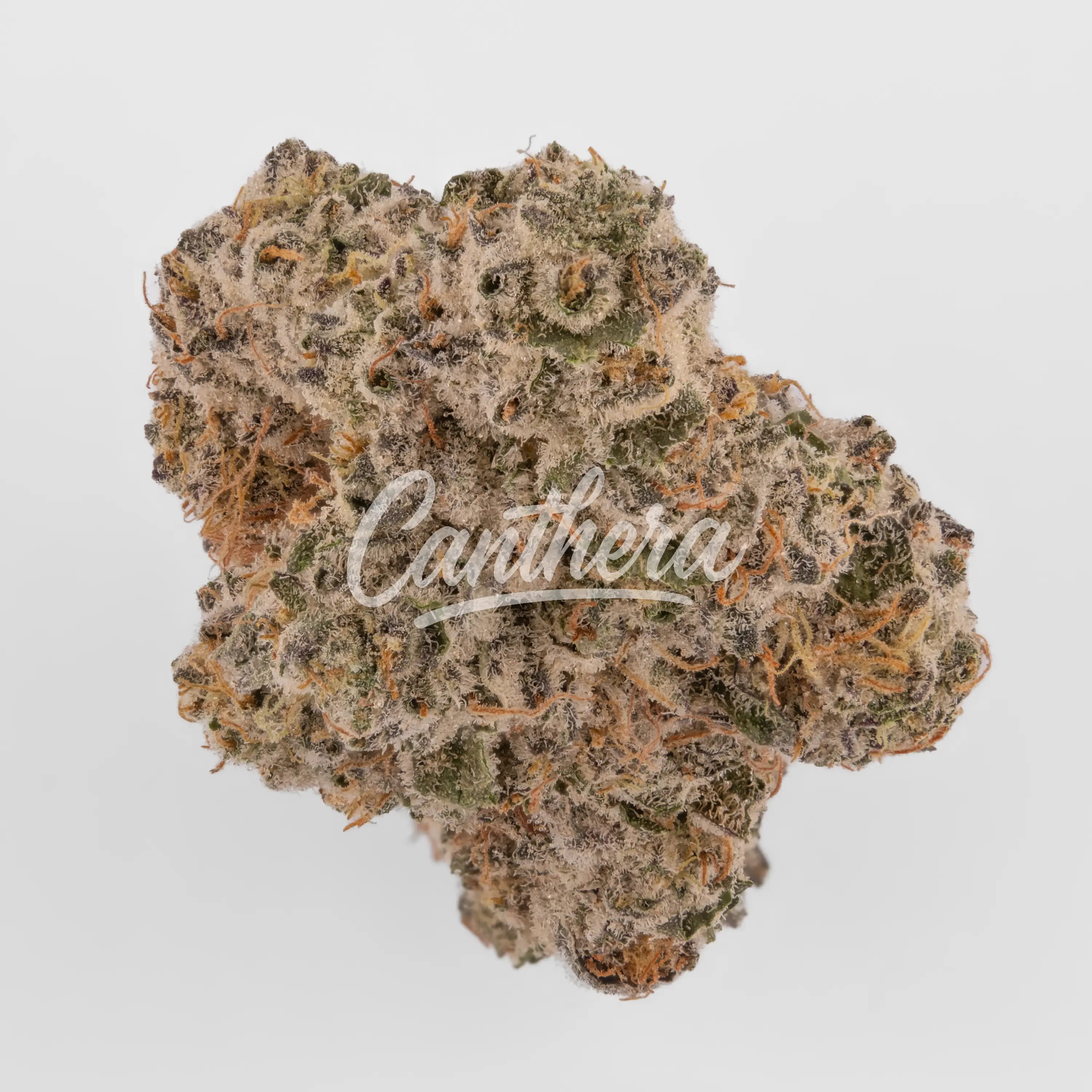 Demecan Craft Sky 25/1 - Sky pie Nahaufnahme einer medizinischen Cannabisblüte