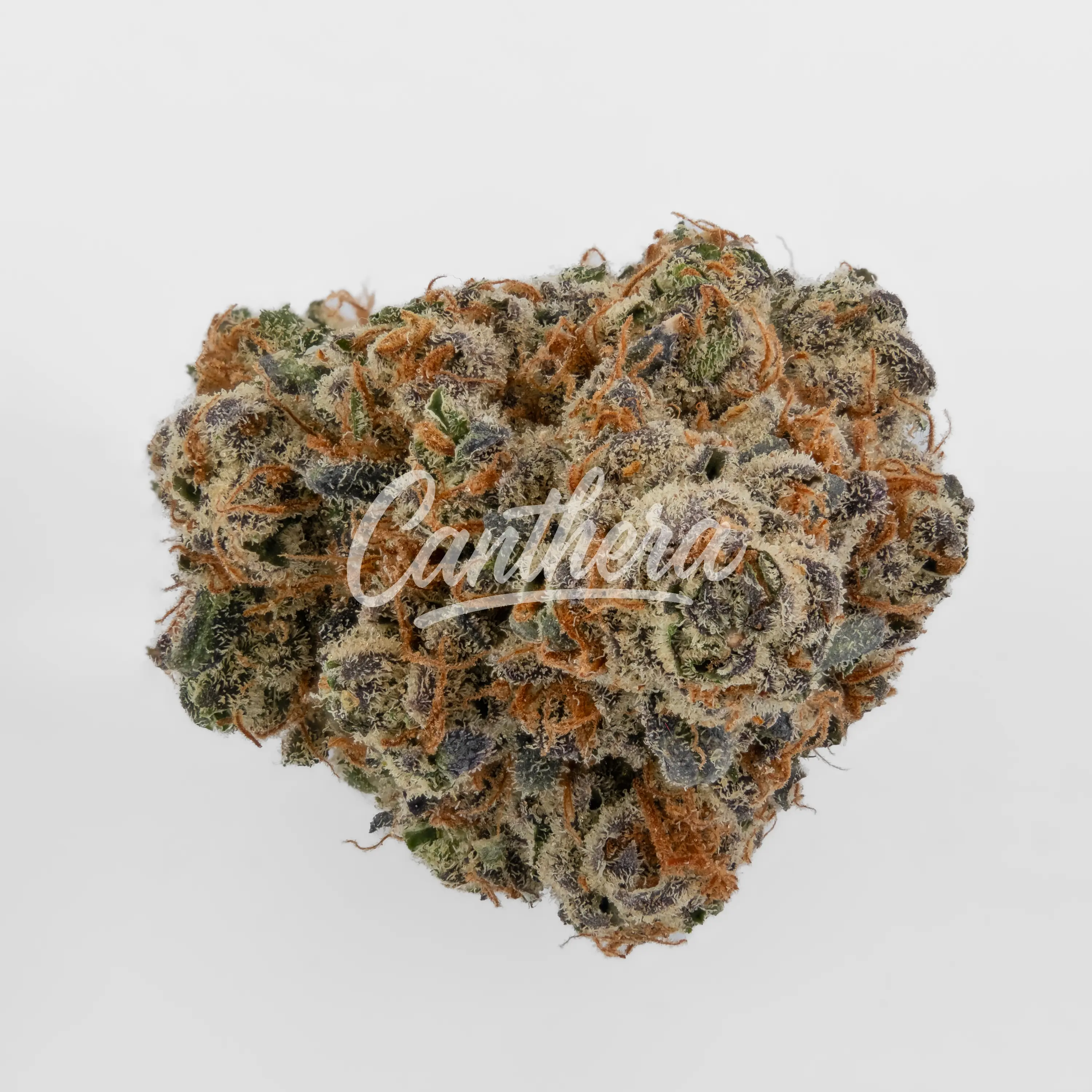 BOTANICS Golden ACE 20/1 - Orange Panties Nahaufnahme einer medizinischen Cannabisblüte