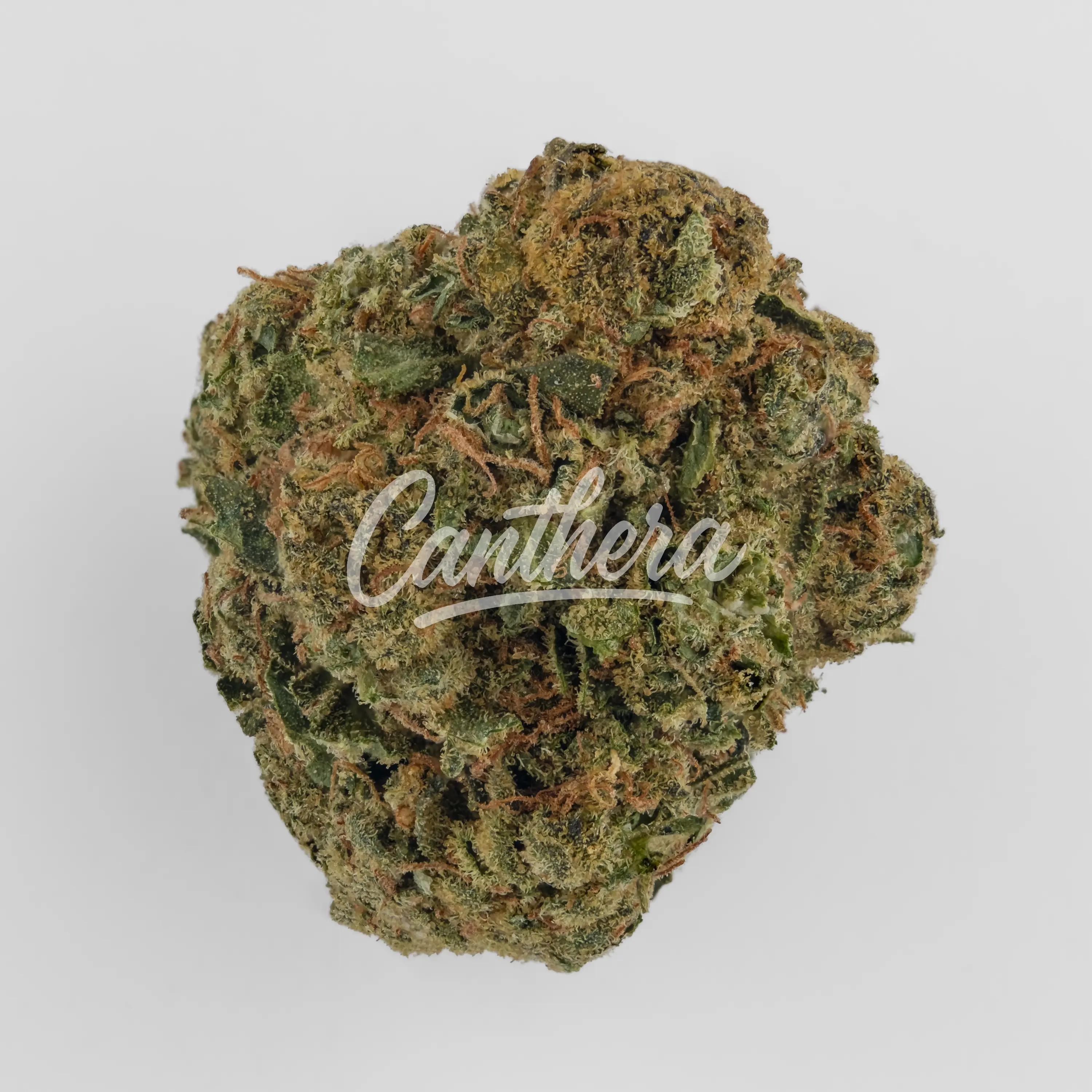 Nahaufnahme einer medizinischen Cannabisblüte