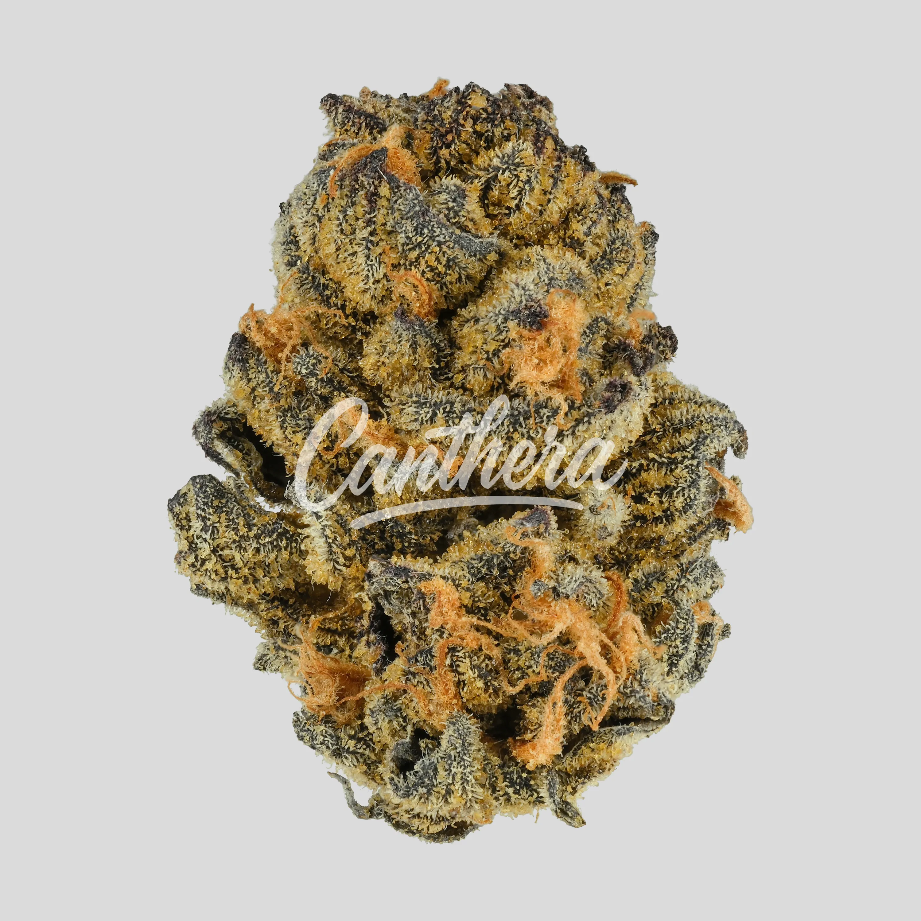 NICE 18/1 GE - Gelatti NICE 18/1 GE - Gelatti