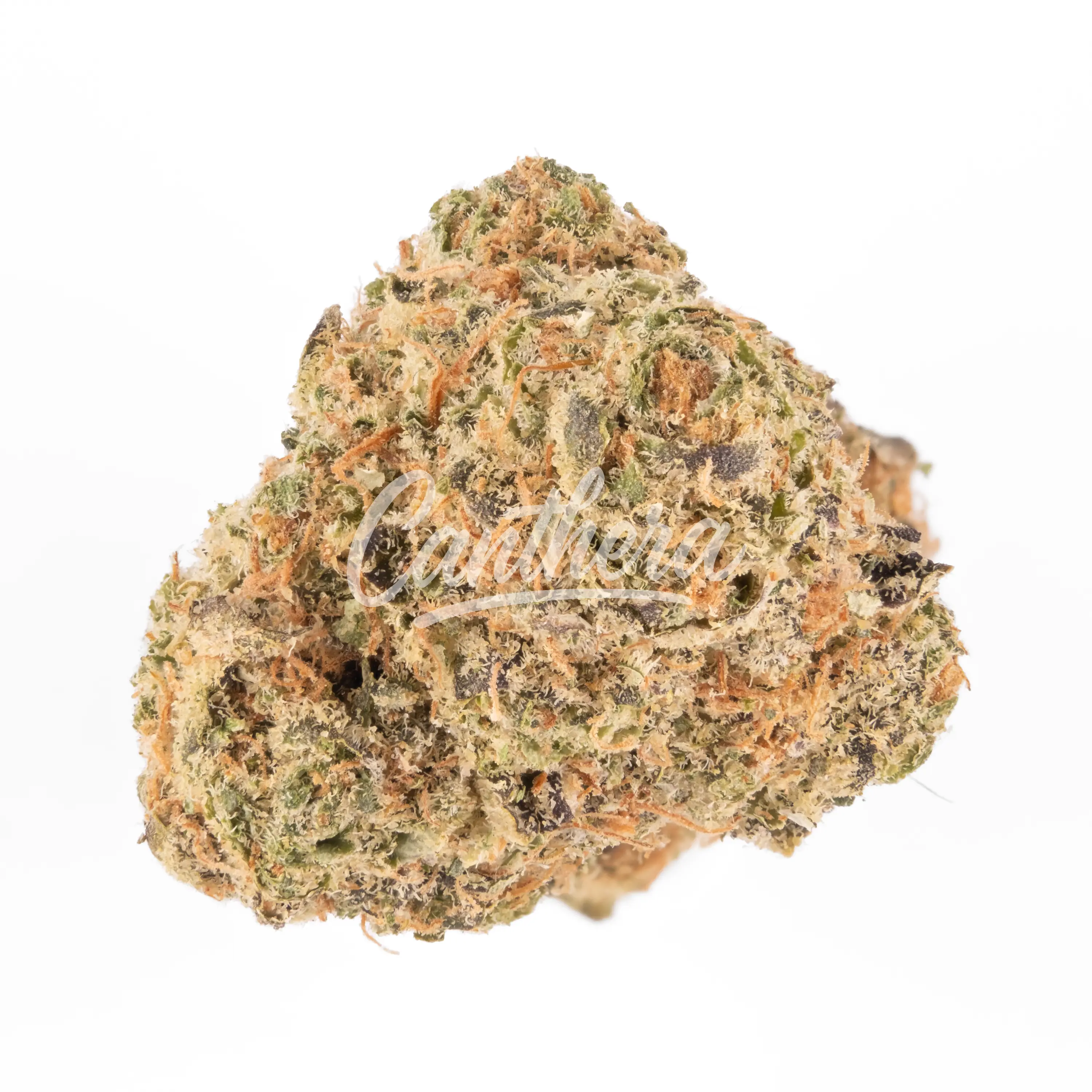 Avaay Signature 28/1 WB - Waffle Bites