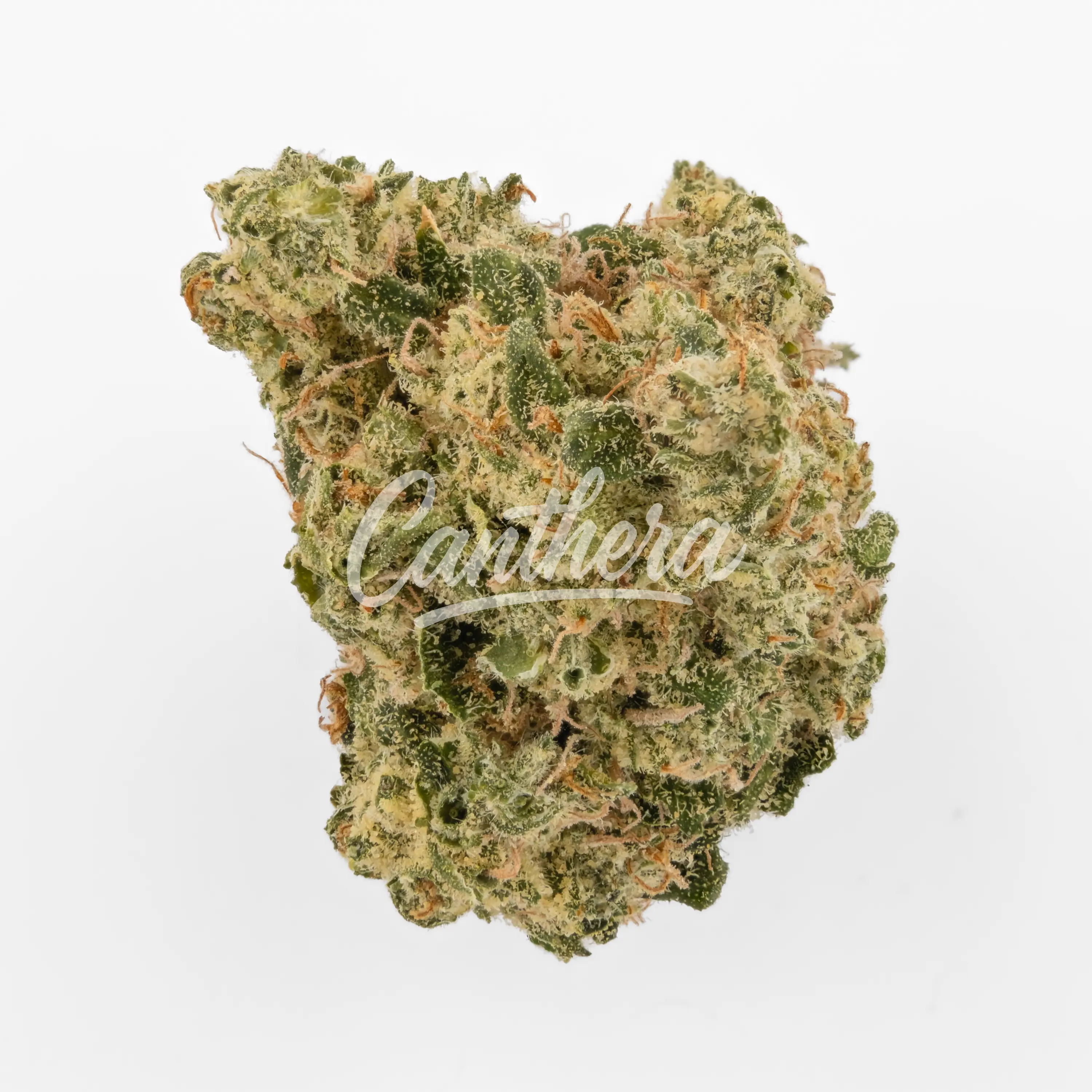 All Nations SH 21/1 - Stolo Haze Nahaufnahme einer medizinischen Cannabisblüte