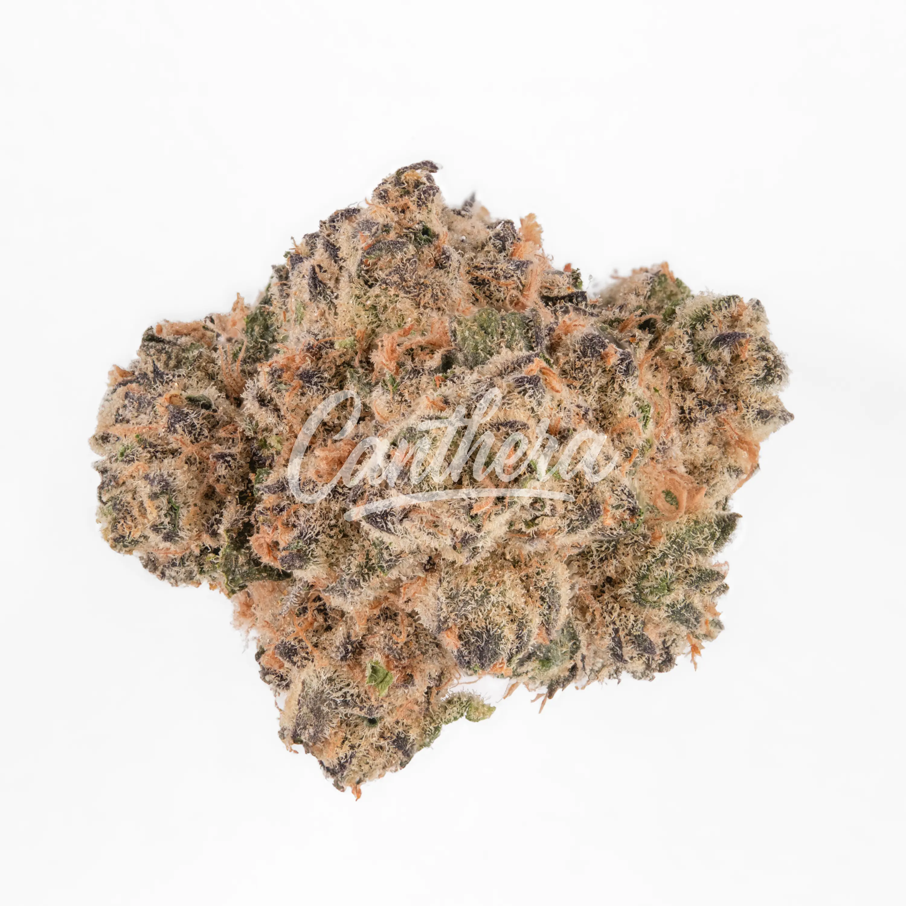 MGF 26/1 King Bling MGF 26/1 King Bling