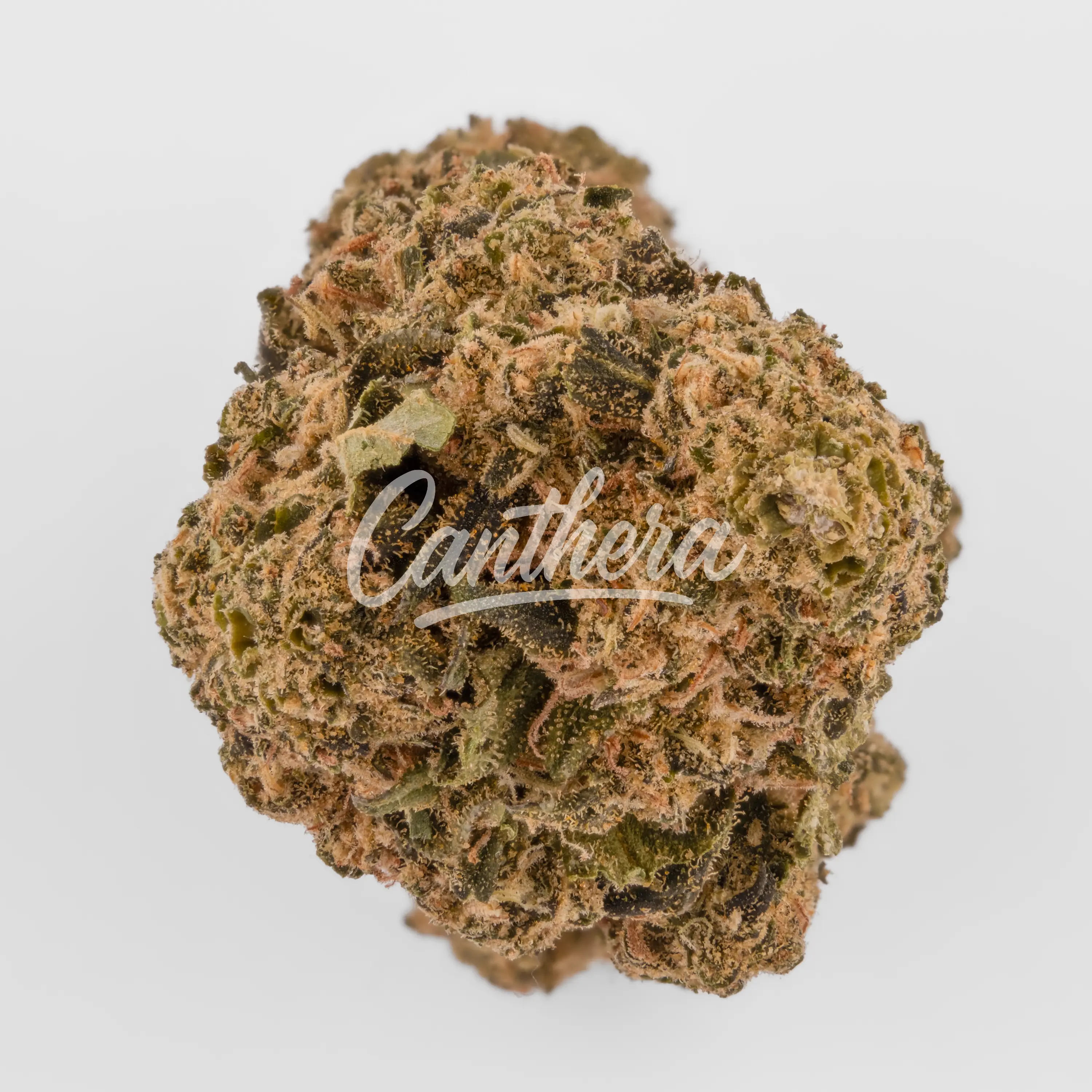 Cannamedical Indica Light URY - Cheddar Skunk Nahaufnahme einer medizinischen Cannabisblüte