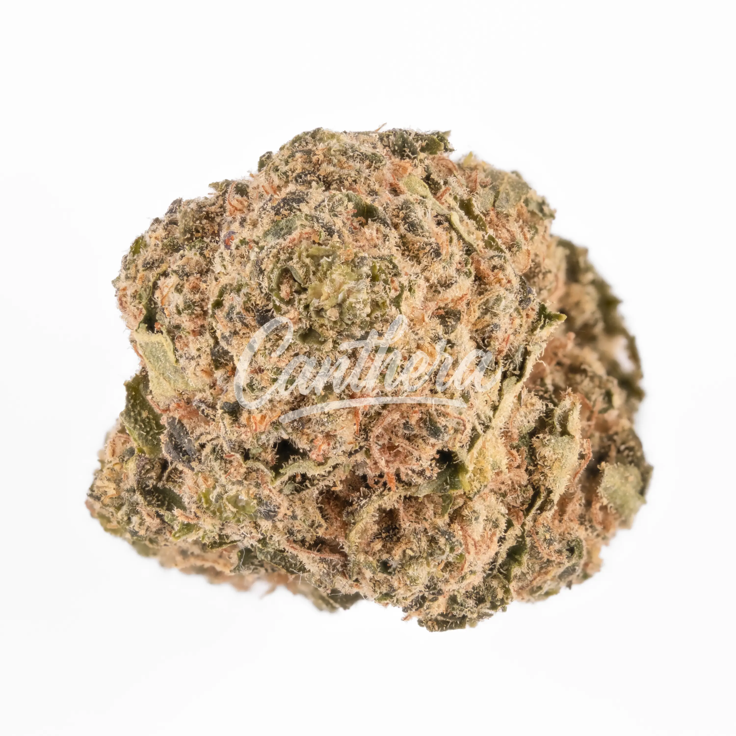 Balancial 18/1 PT-S1 Old Skool Balancial 18/1 PT-S1 Old Skool