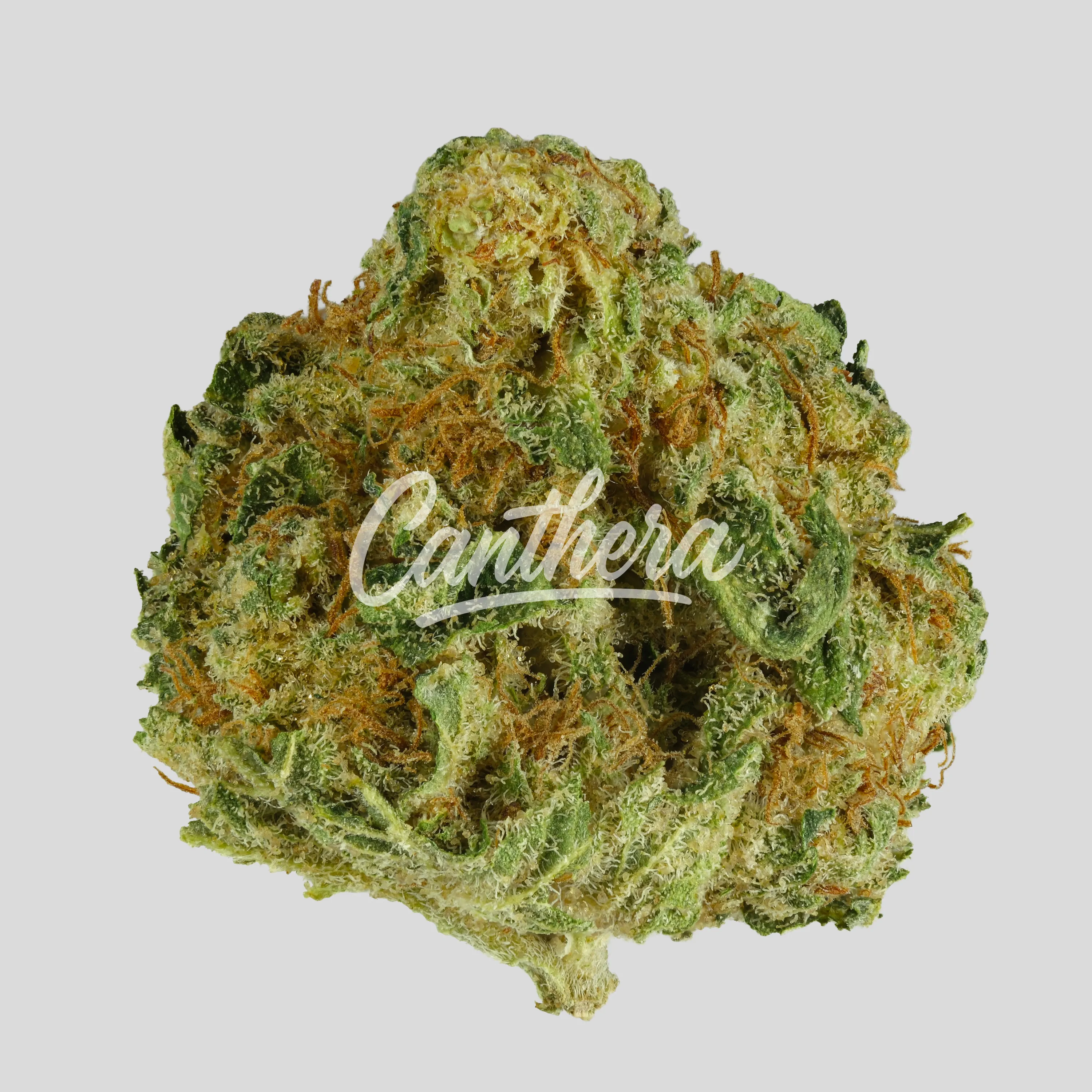 Tweed 19/1 - Gelato 33