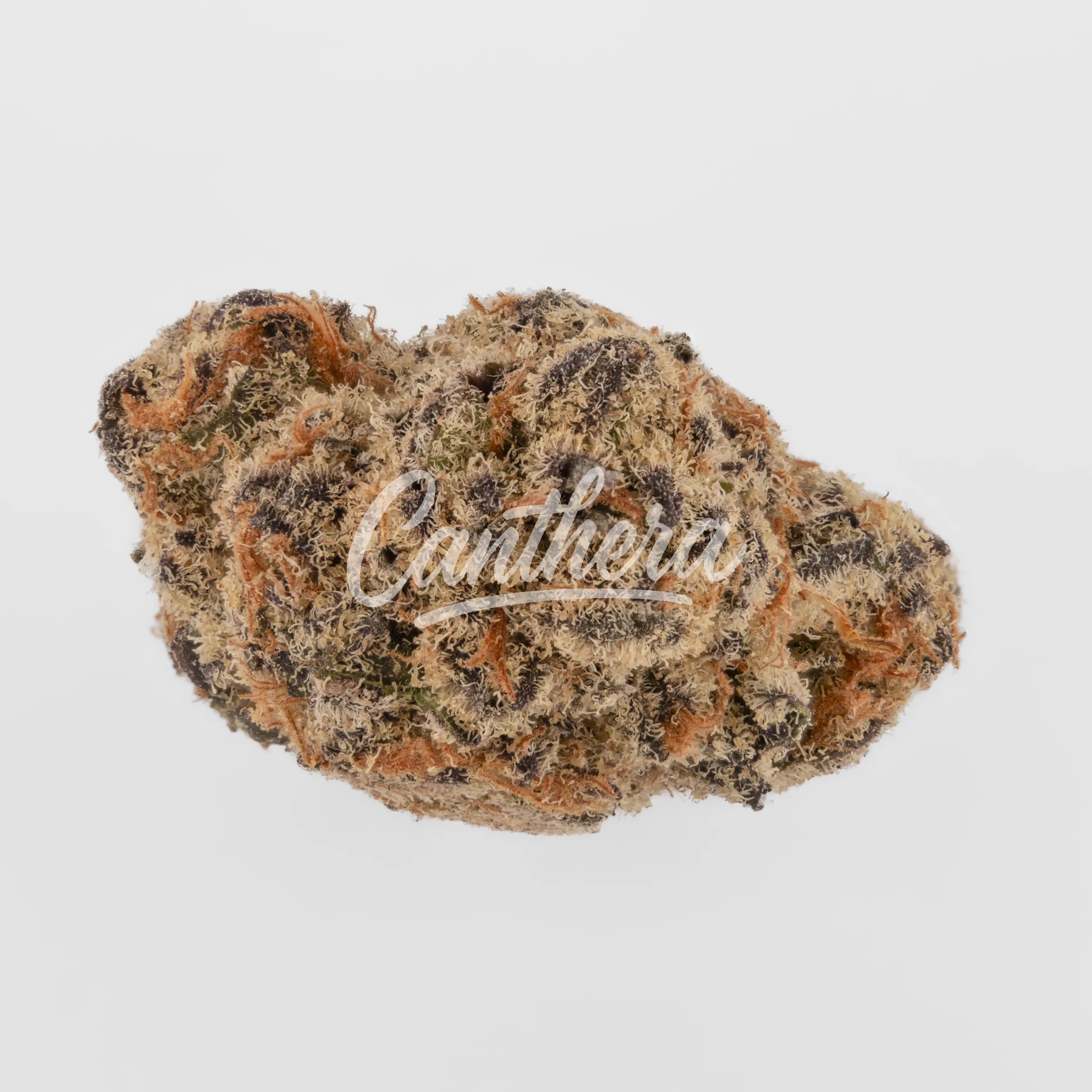 Nahaufnahme einer medizinischen Cannabisblüte