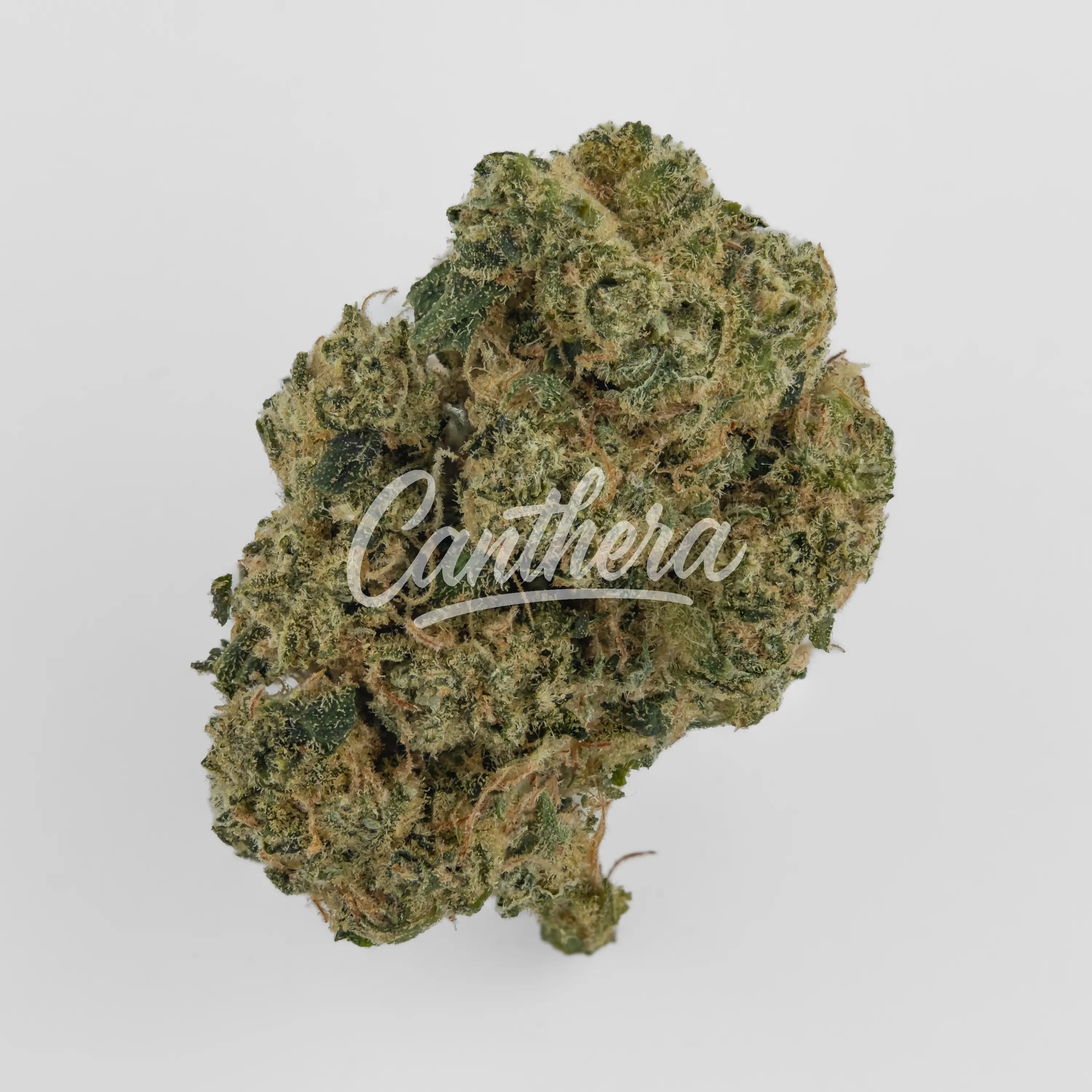 Nahaufnahme einer medizinischen Cannabisblüte