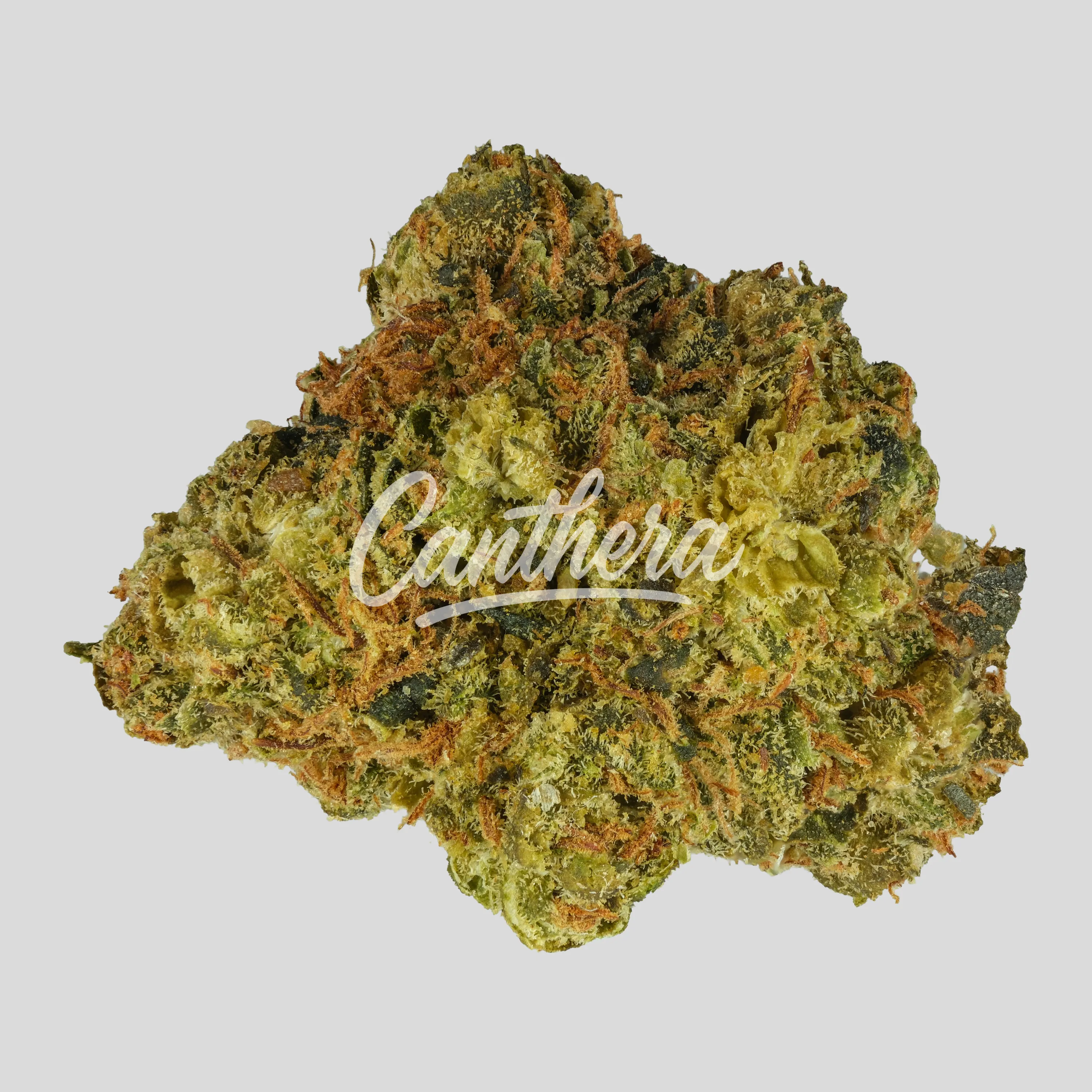 Canopy AKH 24/1 - Afghan Kush Canopy AKH 24/1 - Afghan Kush