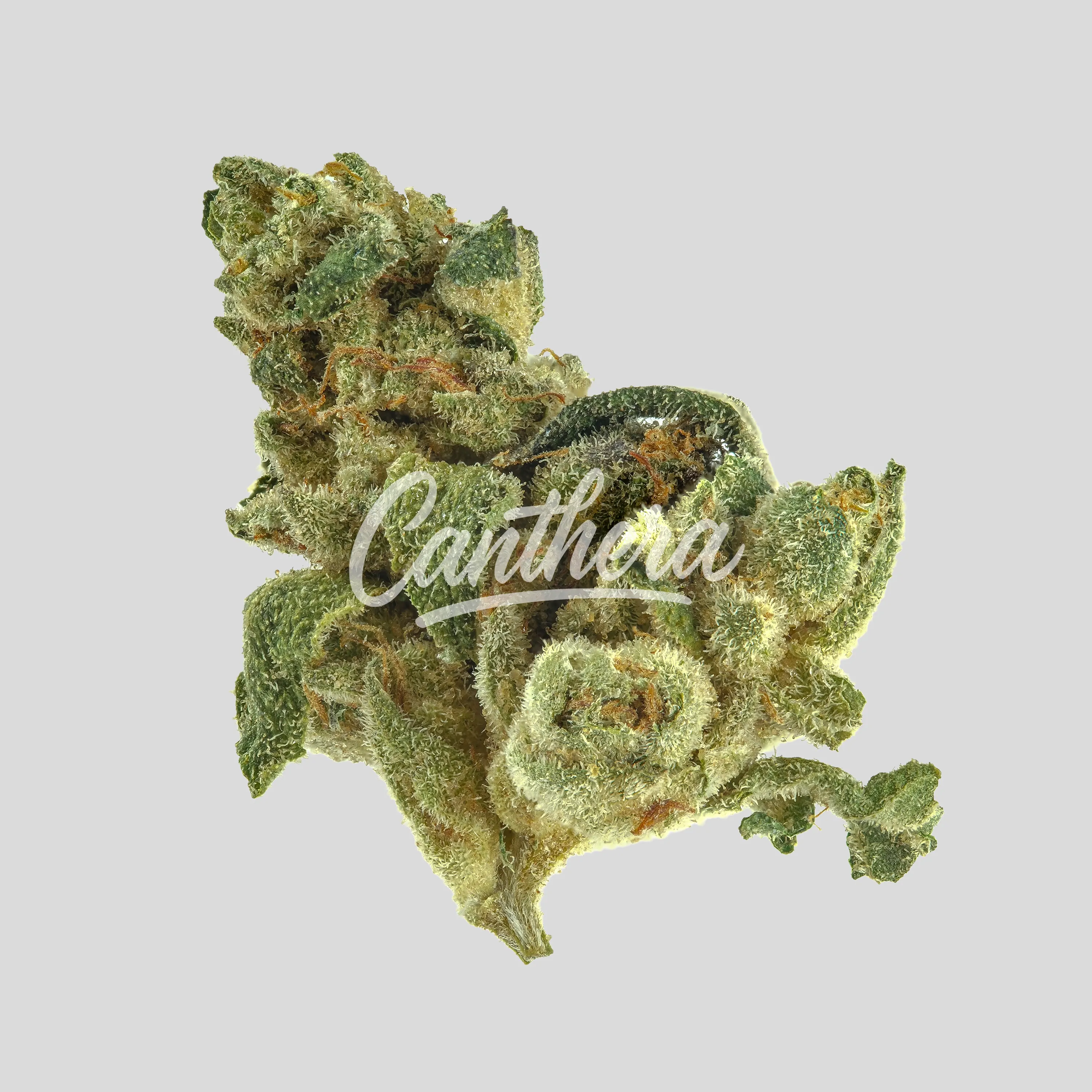 Demecan BB Regular Drop 25/1 Prodigy