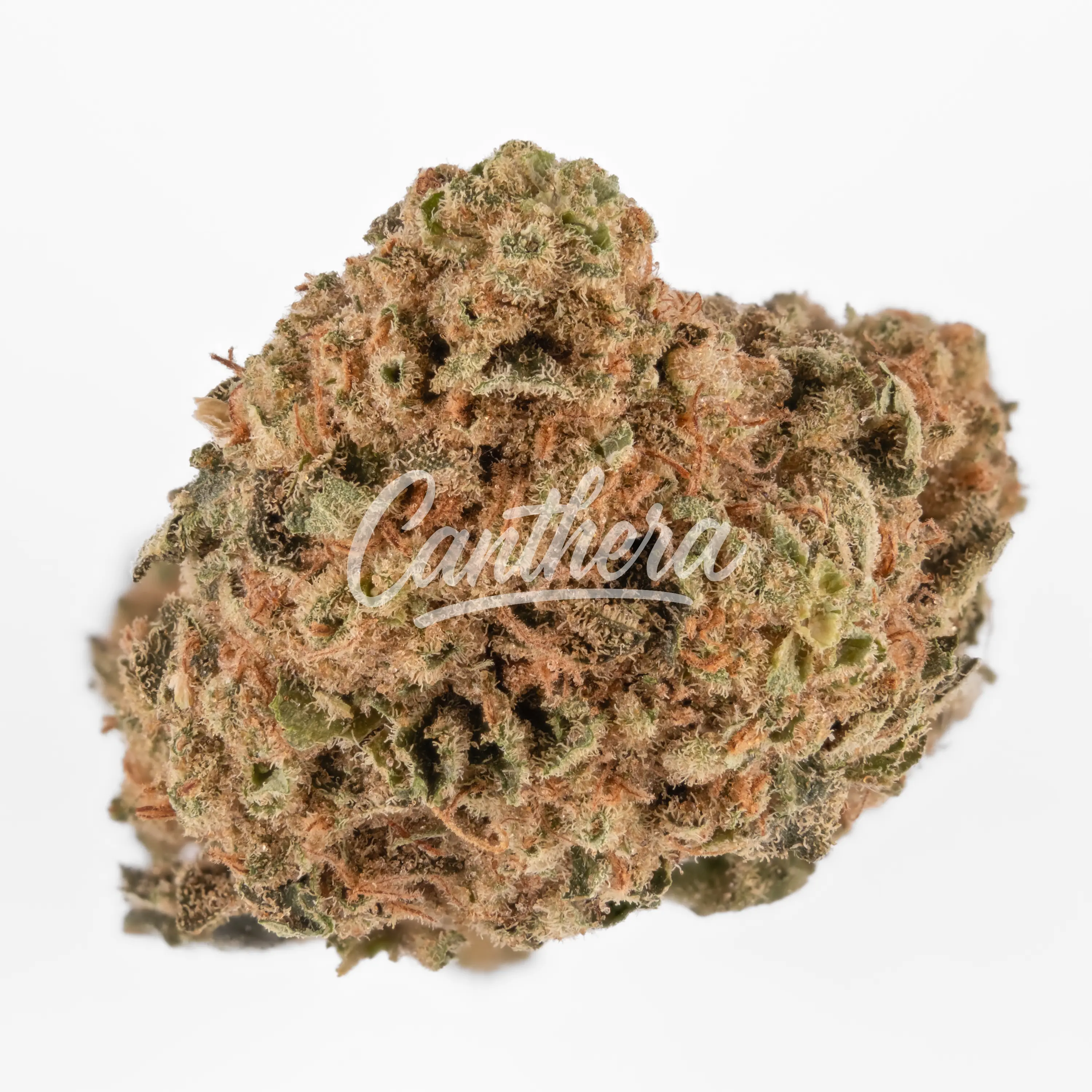 Remexian 27/1 OTA ZAD Zanda´s Dream Remexian 27/1 OTA ZAD Zanda´s Dream