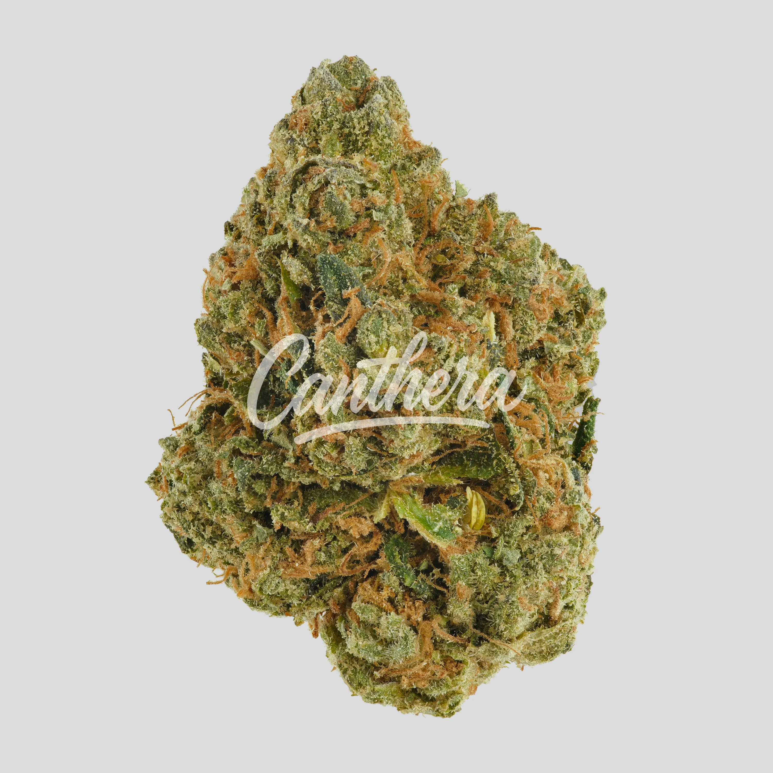 Huala 22/1 CA ALM - Alien Mints