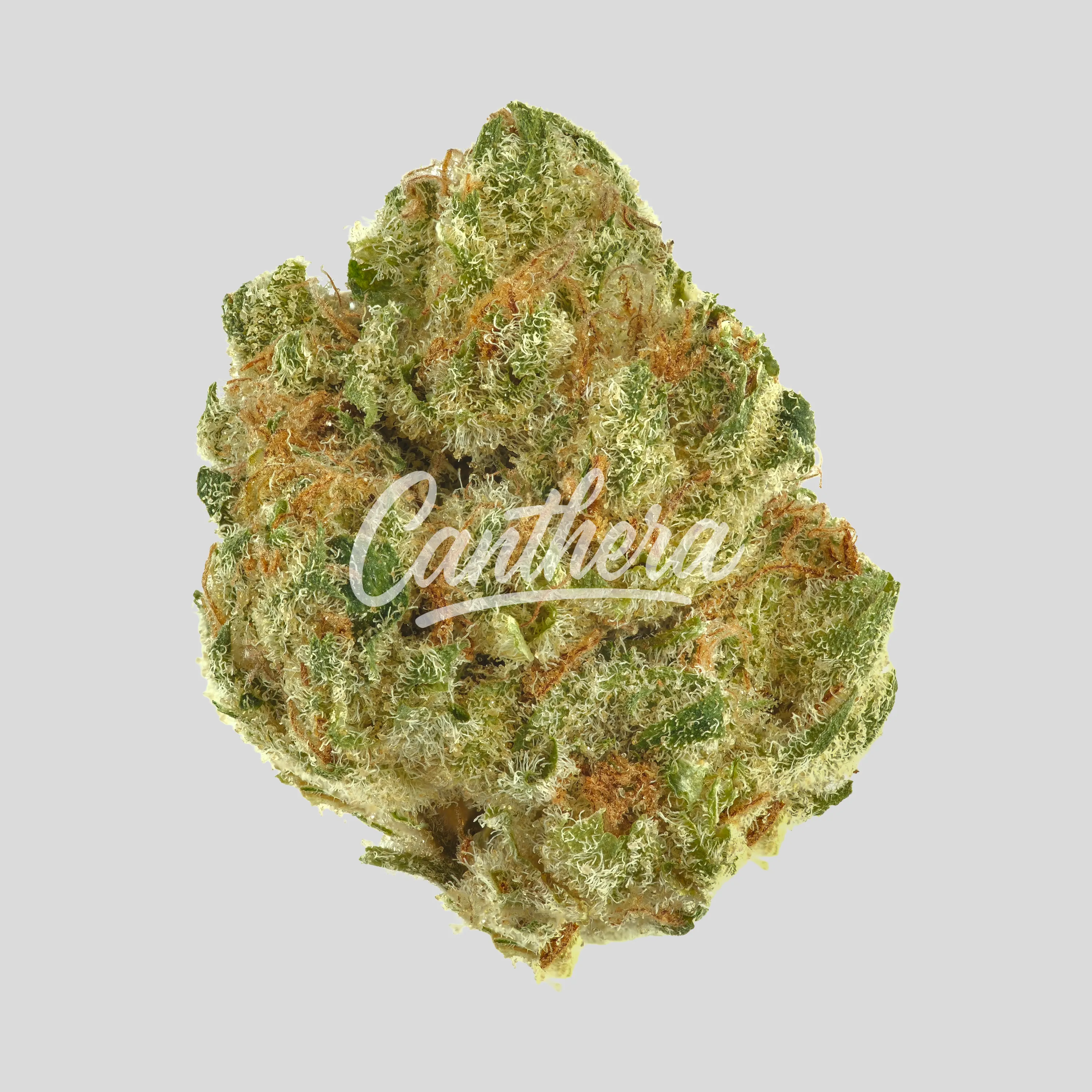 Remexian 24/1 MYW - Mystic Wonder