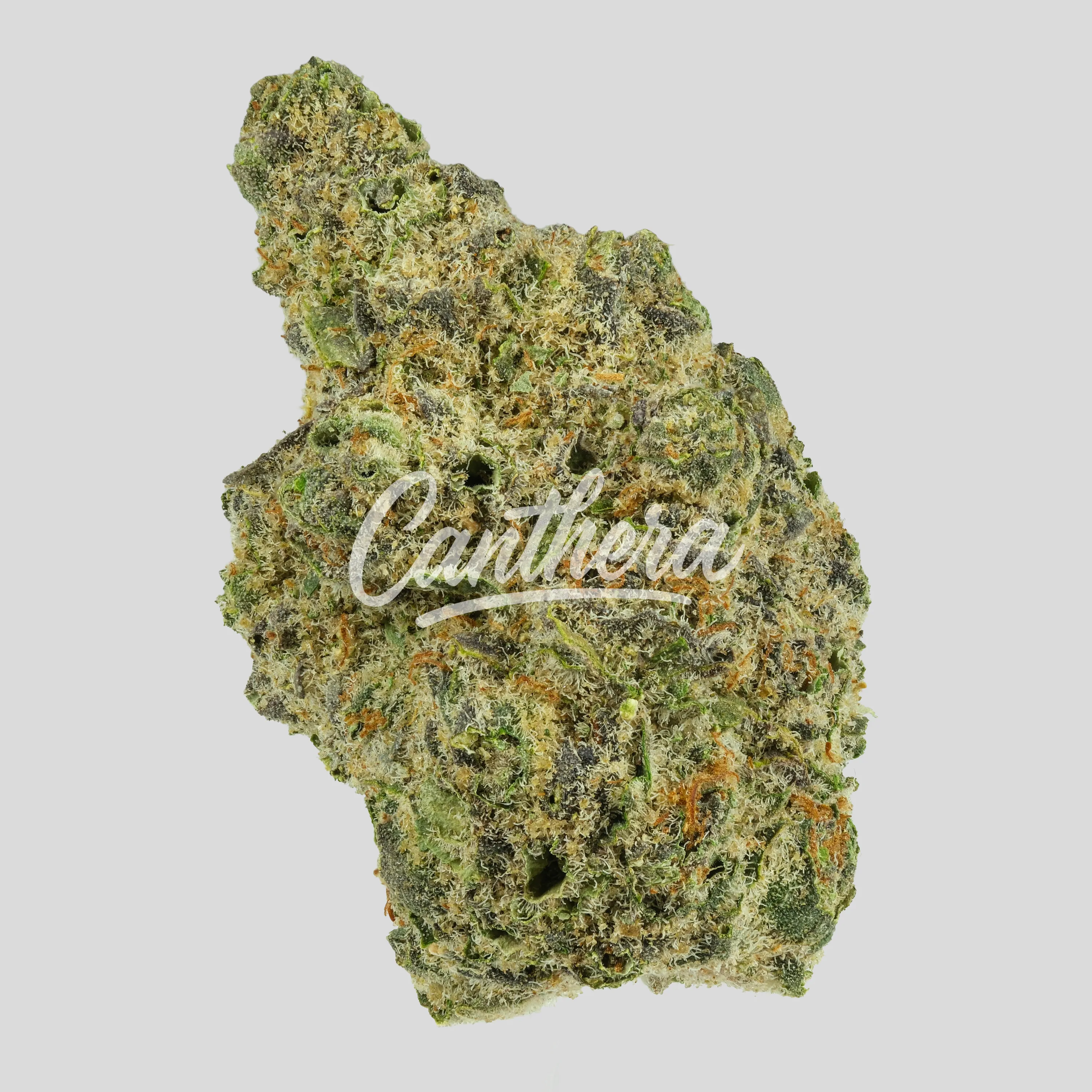 GrowMotion SBC24 - Super Buff Cherry GrowMotion SBC24 - Super Buff Cherry