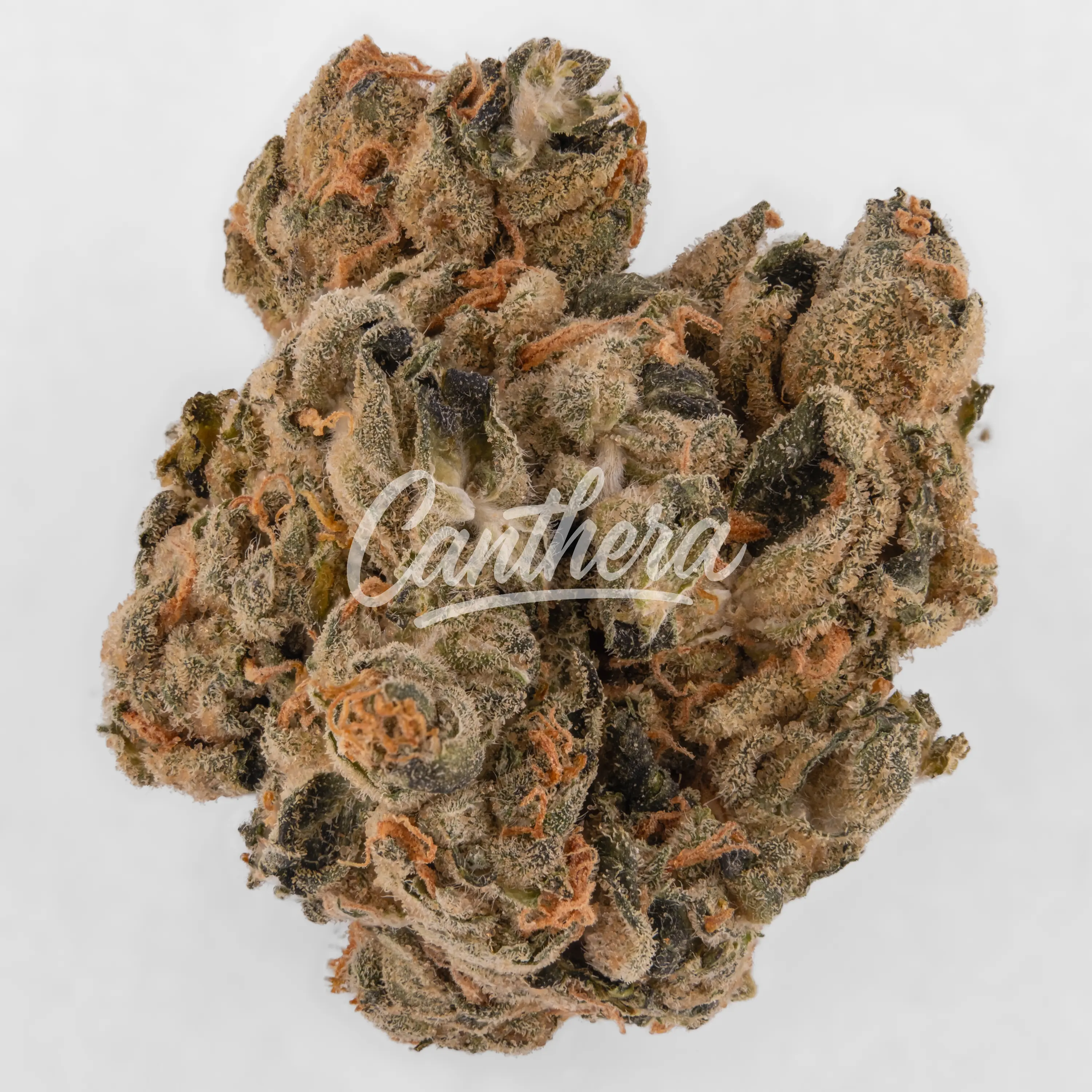 Nahaufnahme einer medizinischen Cannabisblüte