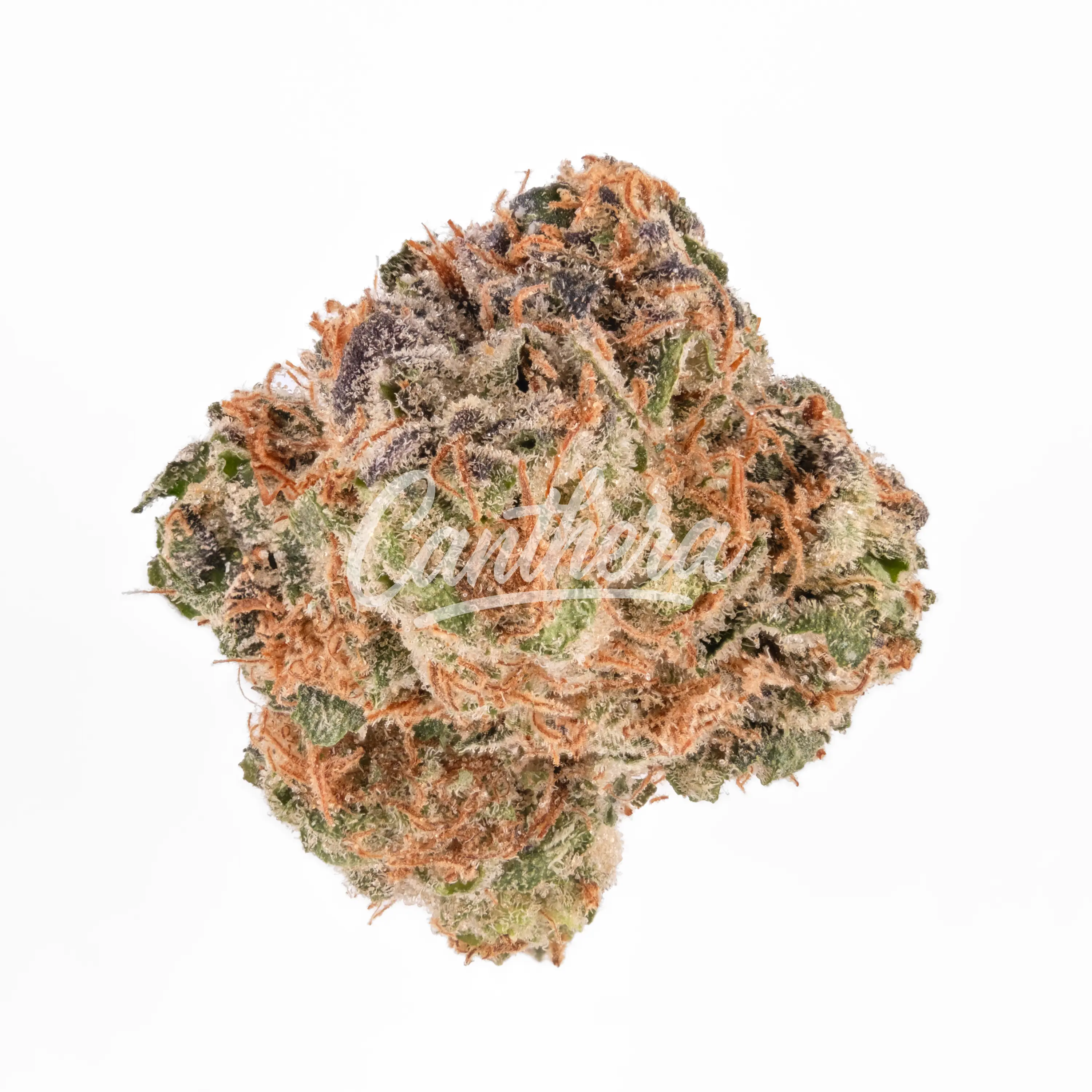 Demecan Craft Rocket 31:01 - Pavé x Gastro Pop Demecan Craft Rocket 31:01 - Pavé x Gastro Pop