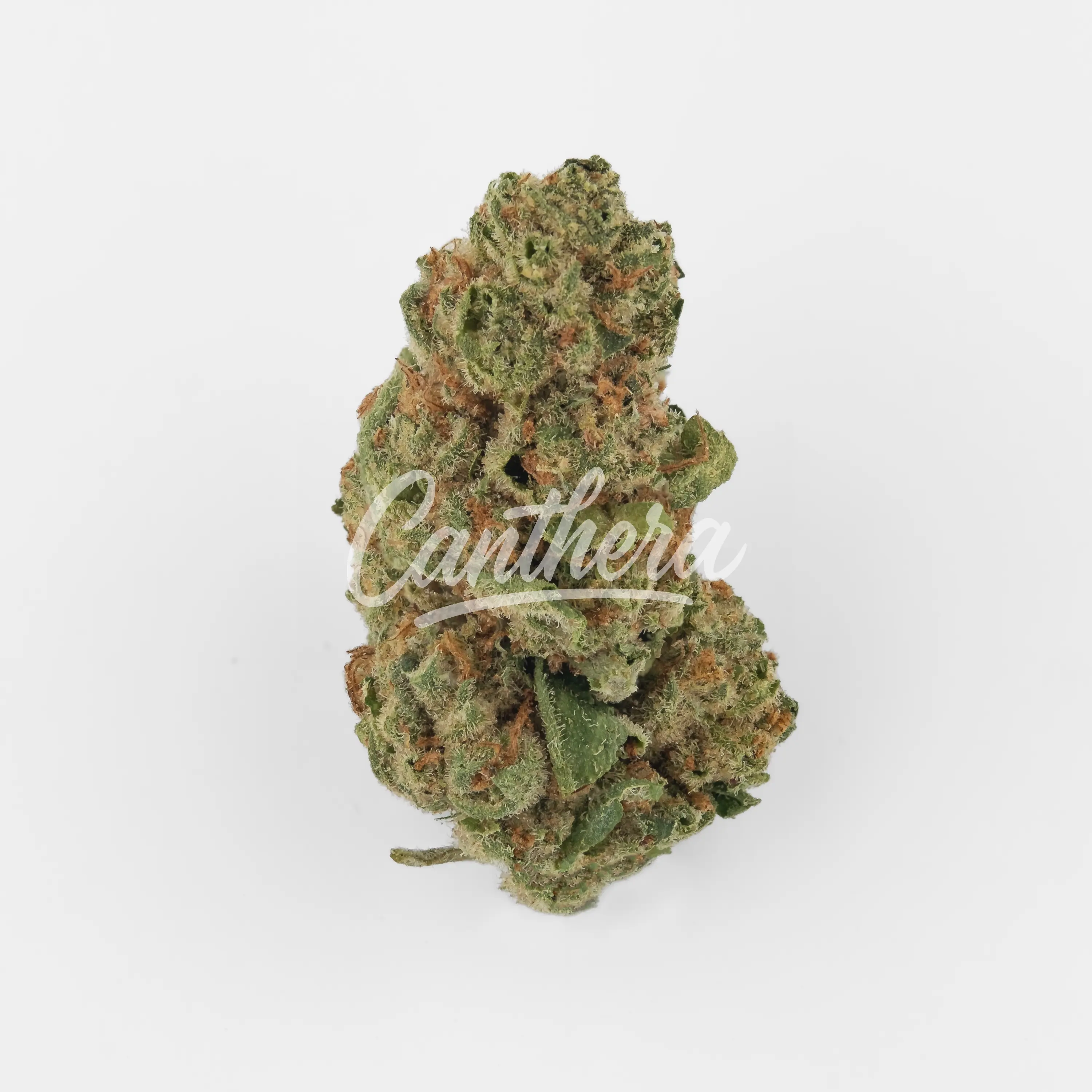 Nahaufnahme einer medizinischen Cannabisblüte