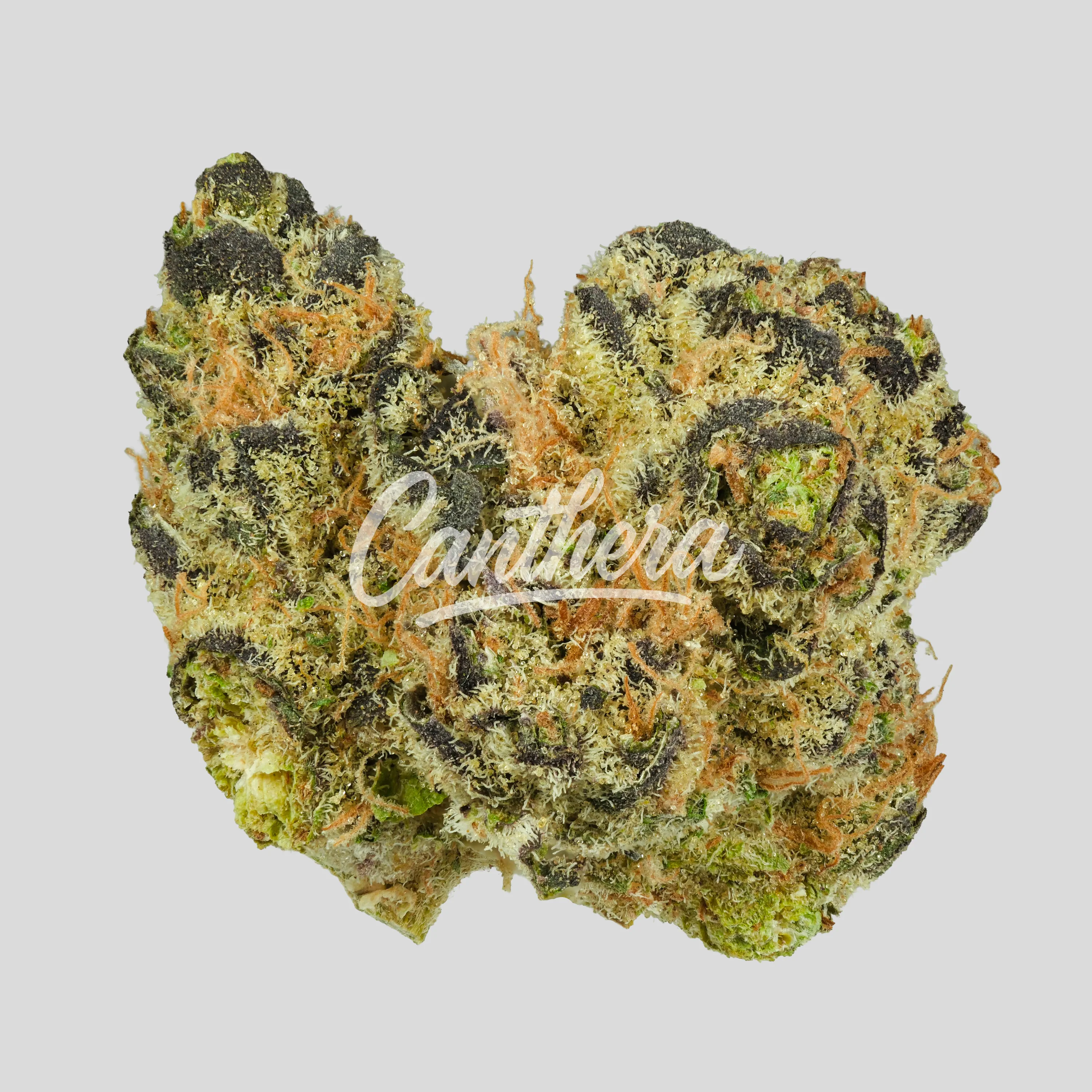 Craft Emerald 27:01 - GMO x GUSH MINTS