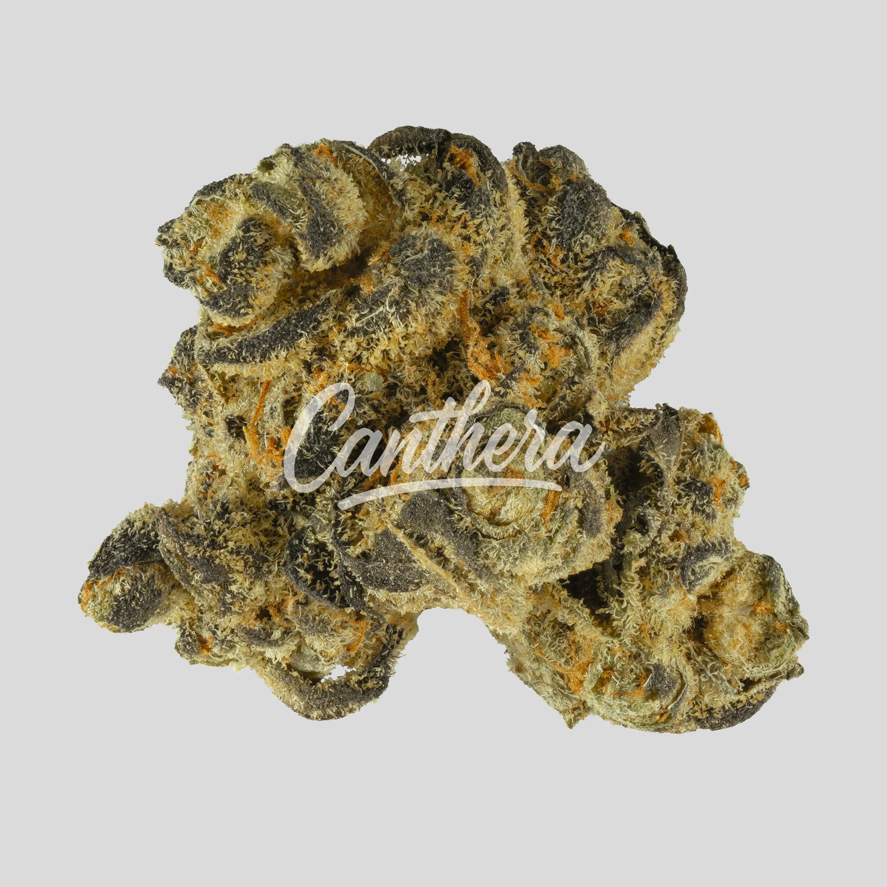 Nimbus easy 20/1 - Jet Fuel Apricot