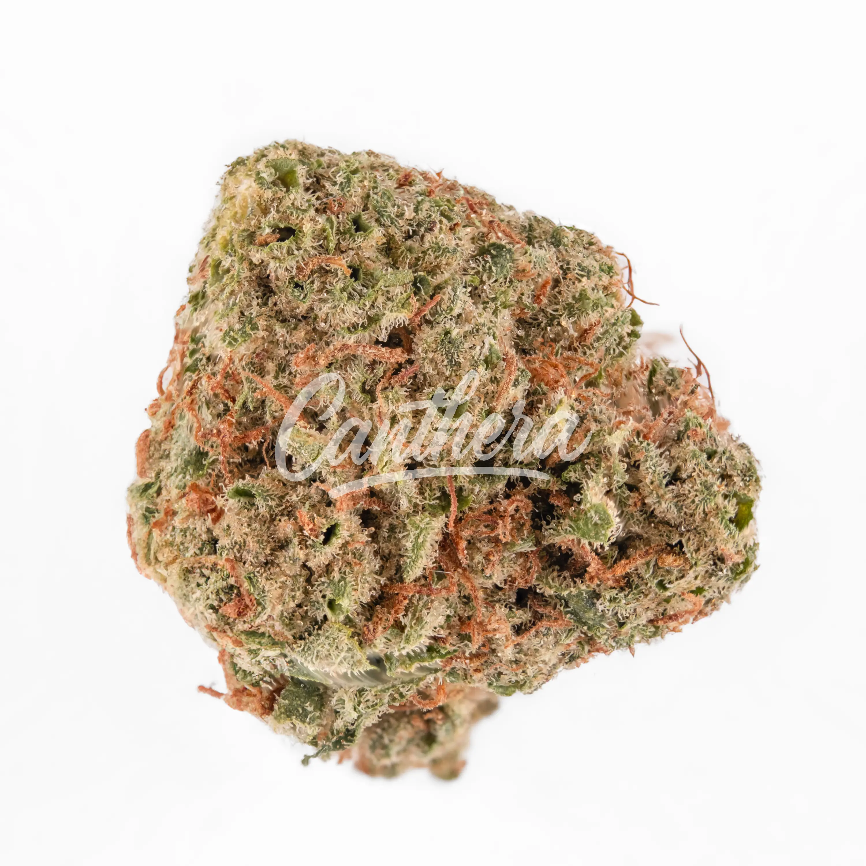 Herbery SC 26:01 Banana Cream Herbery SC 26:01 Banana Cream