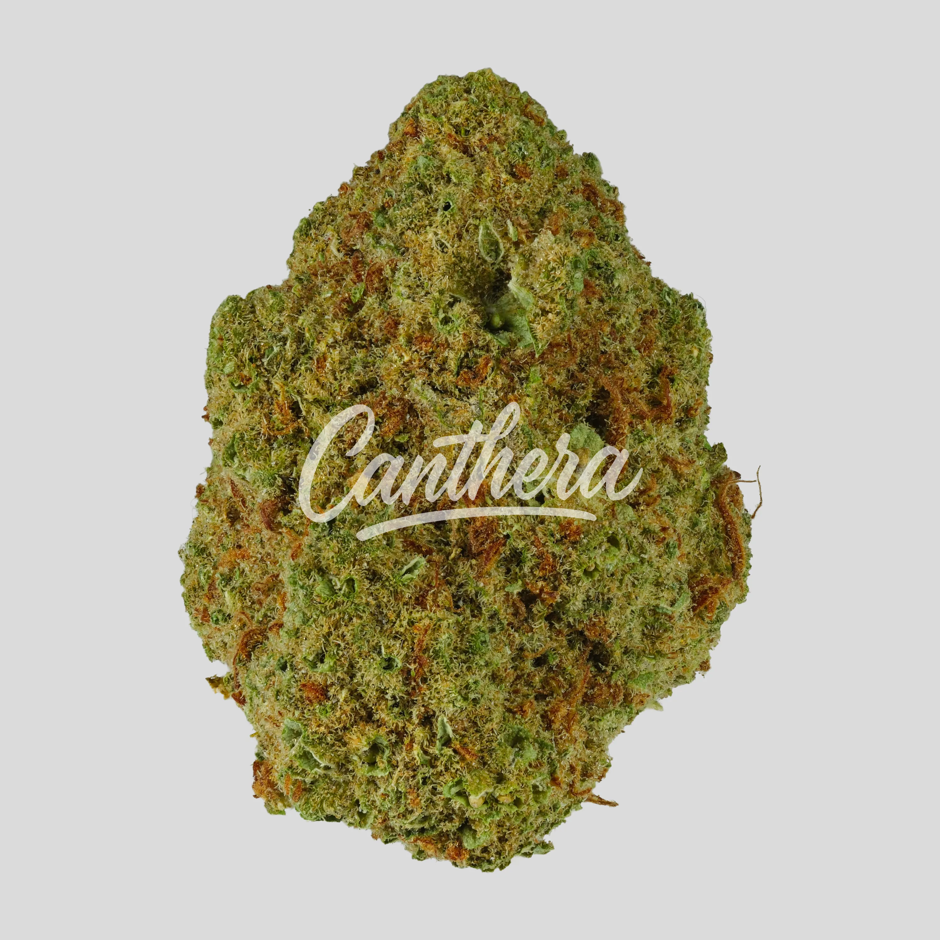 IMC LR THC27 - Limonetti Rhino