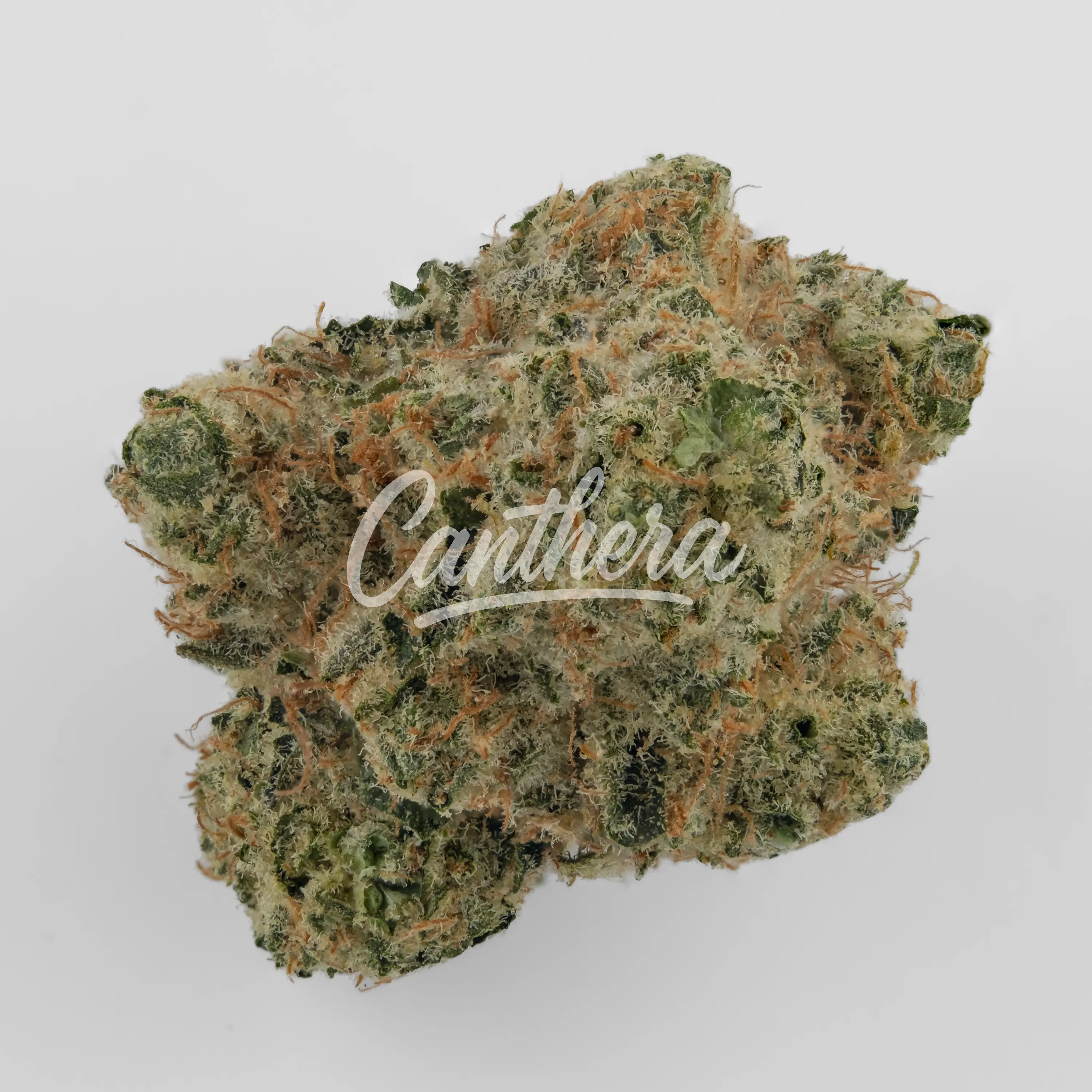 Nahaufnahme einer medizinischen Cannabisblüte