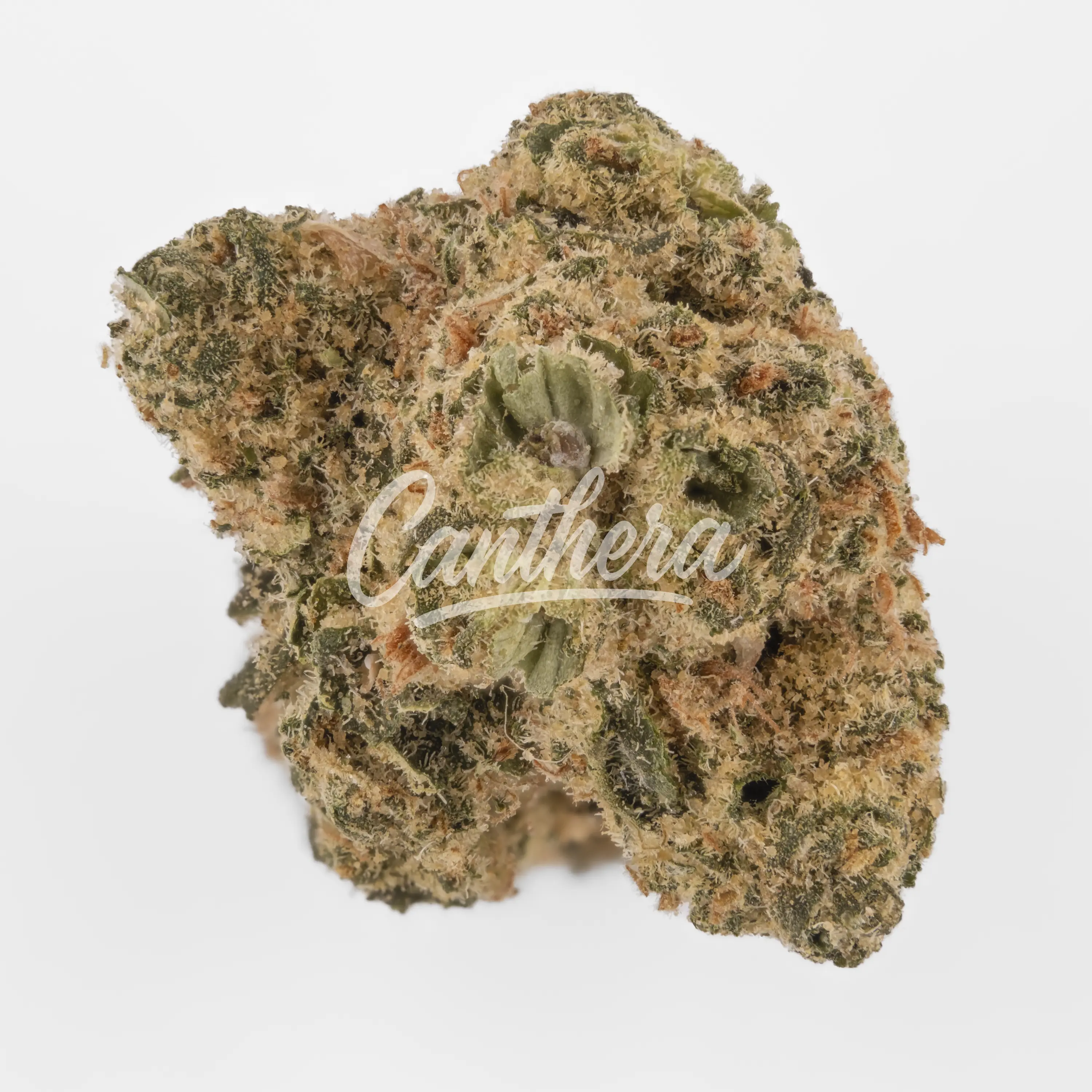 Nahaufnahme einer medizinischen Cannabisblüte