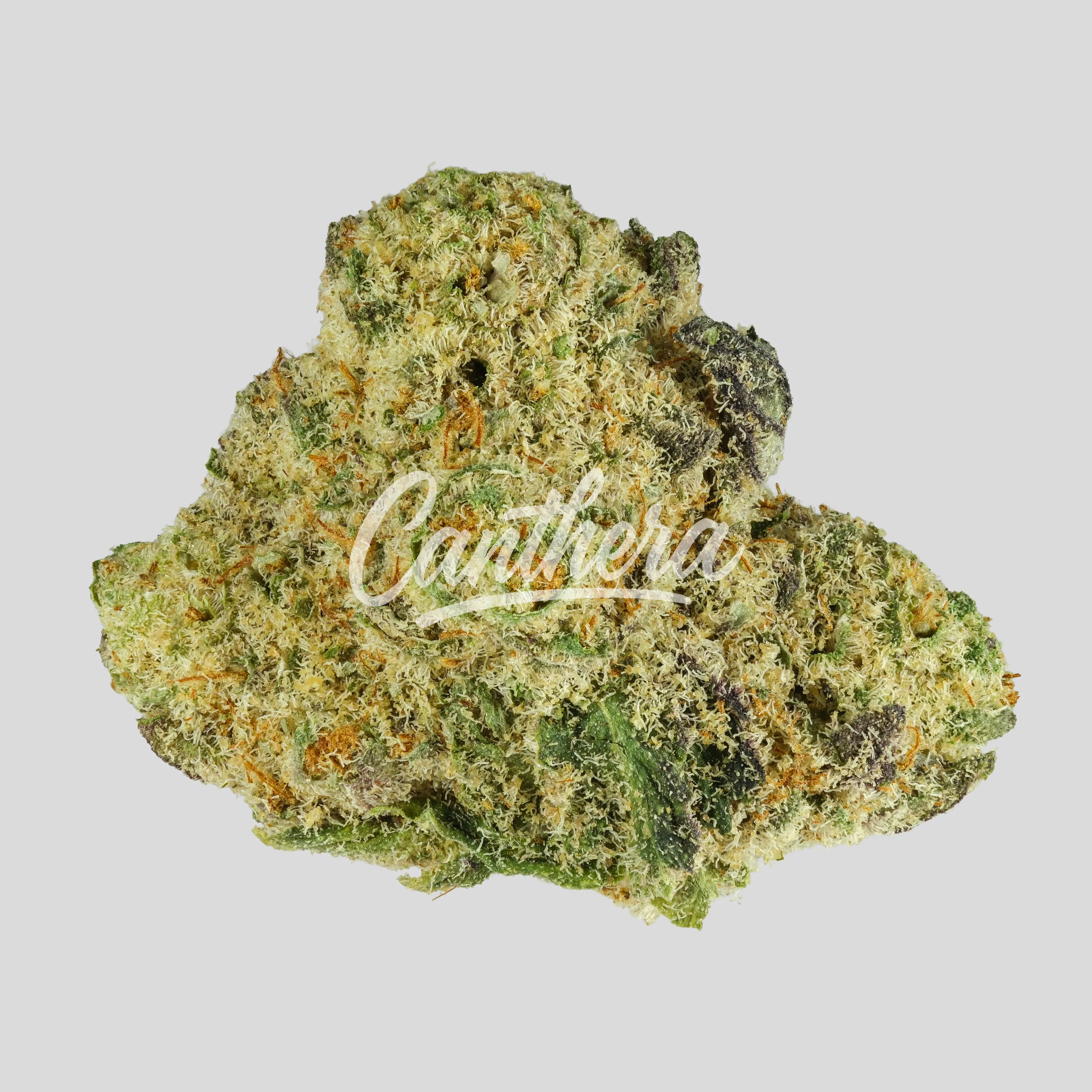 BUUO 24/1 BCG Candy Bandit Popstars BUUO 24/1 BCG Candy Bandit Popstars