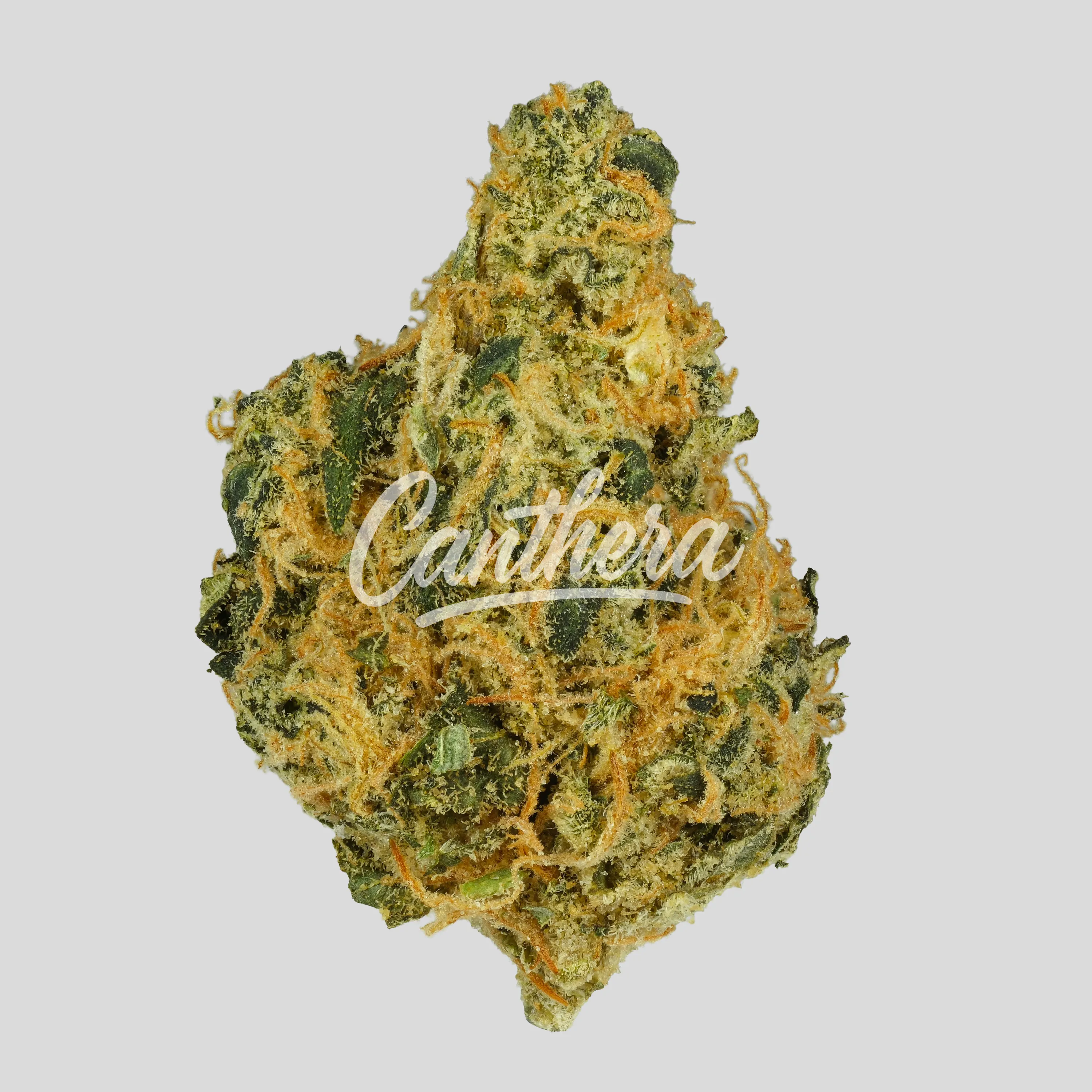 Cannamedical Hybrid Forte NM - Rainbow Jungle Cannamedical Hybrid Forte NM - Rainbow Jungle