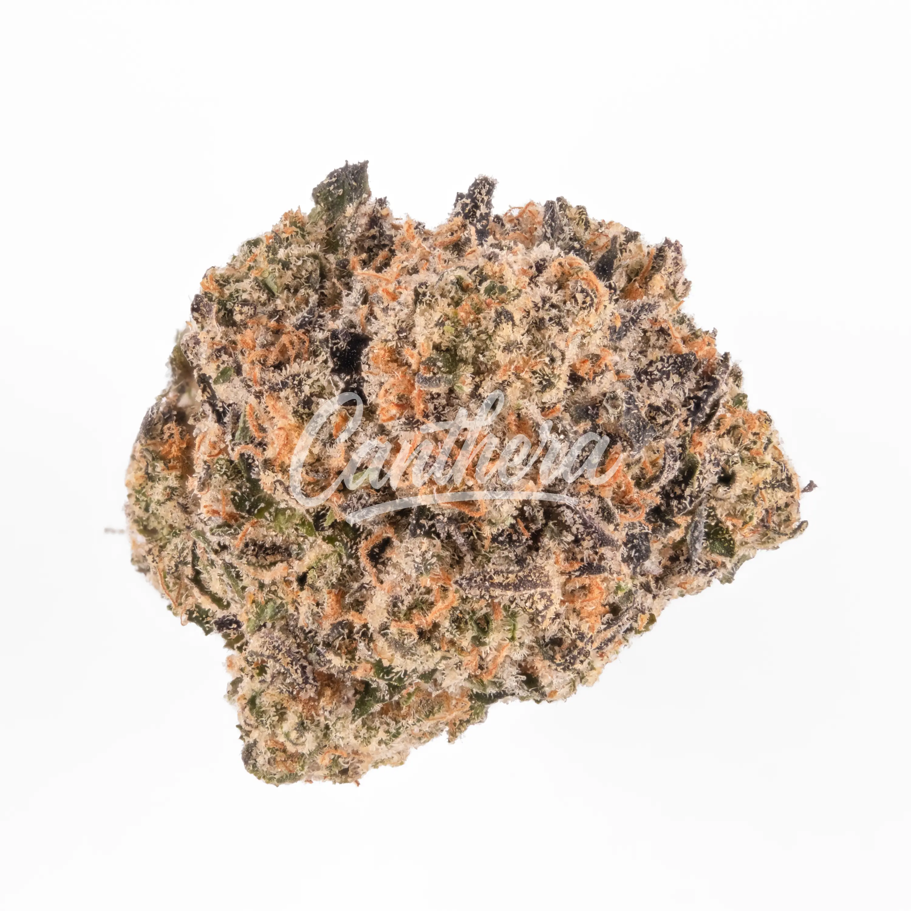 enua 25/1 J31 CA - Jokerz #31