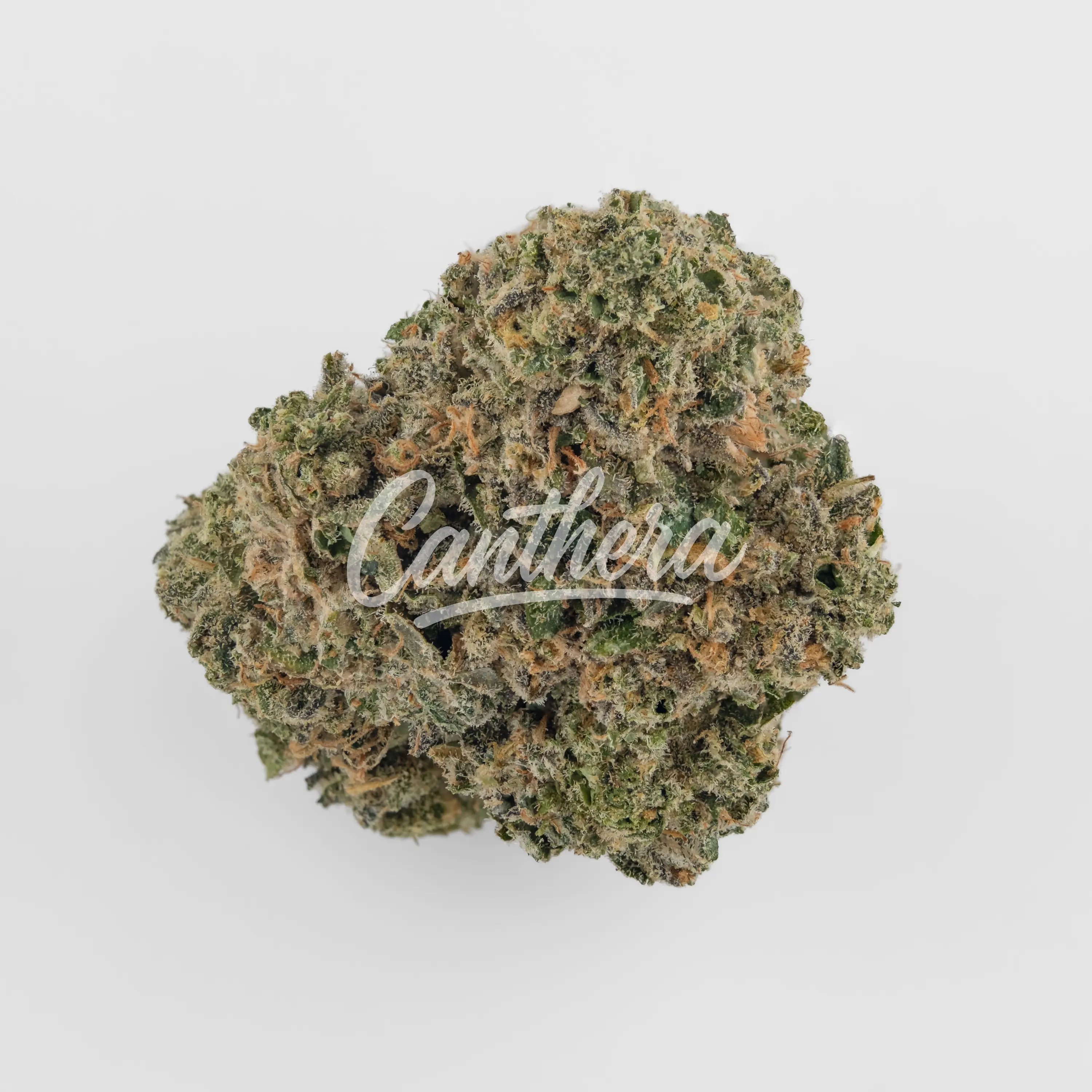 Bathera 23/1 PM - Permanent Marker Nahaufnahme einer medizinischen Cannabisblüte