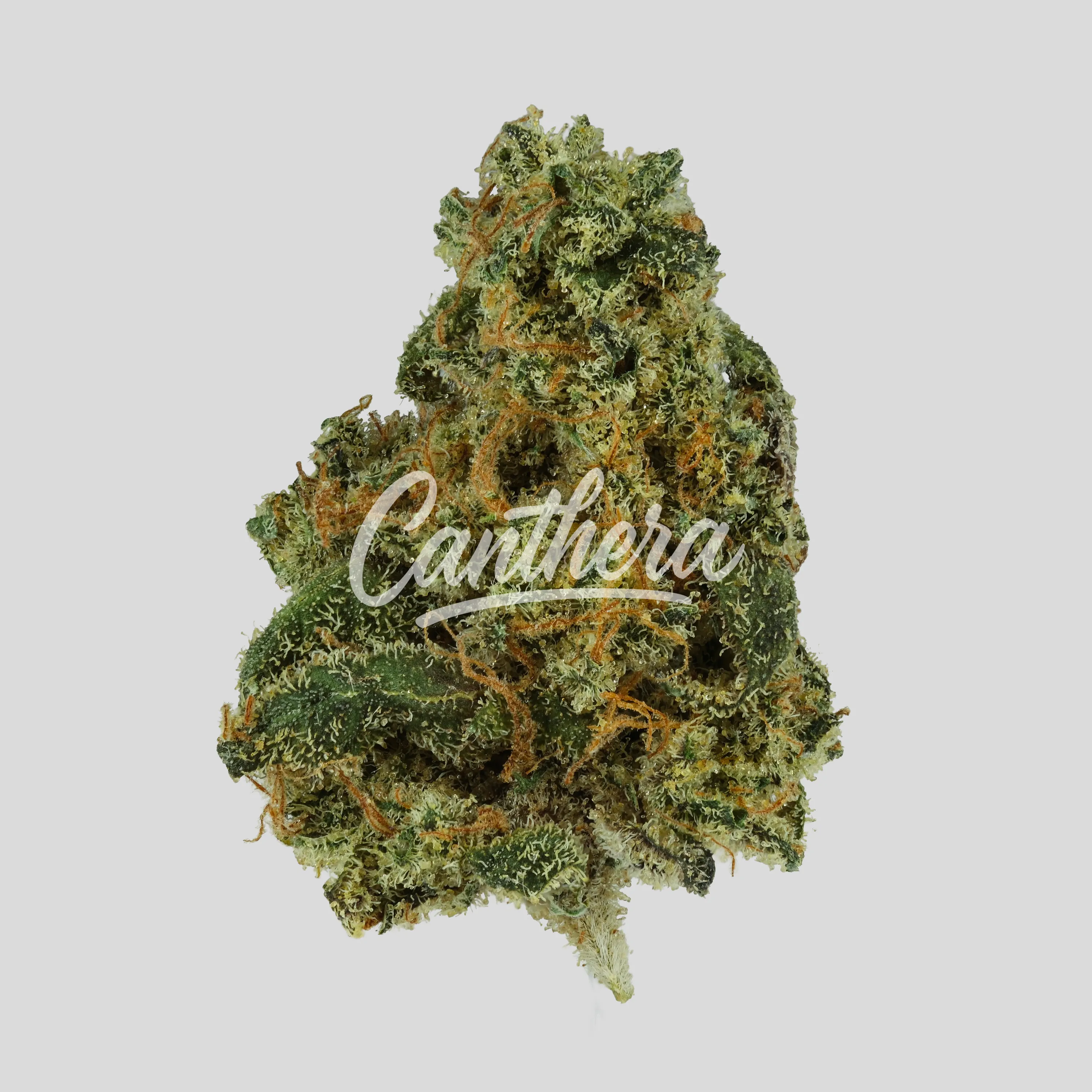 Rua Aotea 23/1 - Kakariki Koha