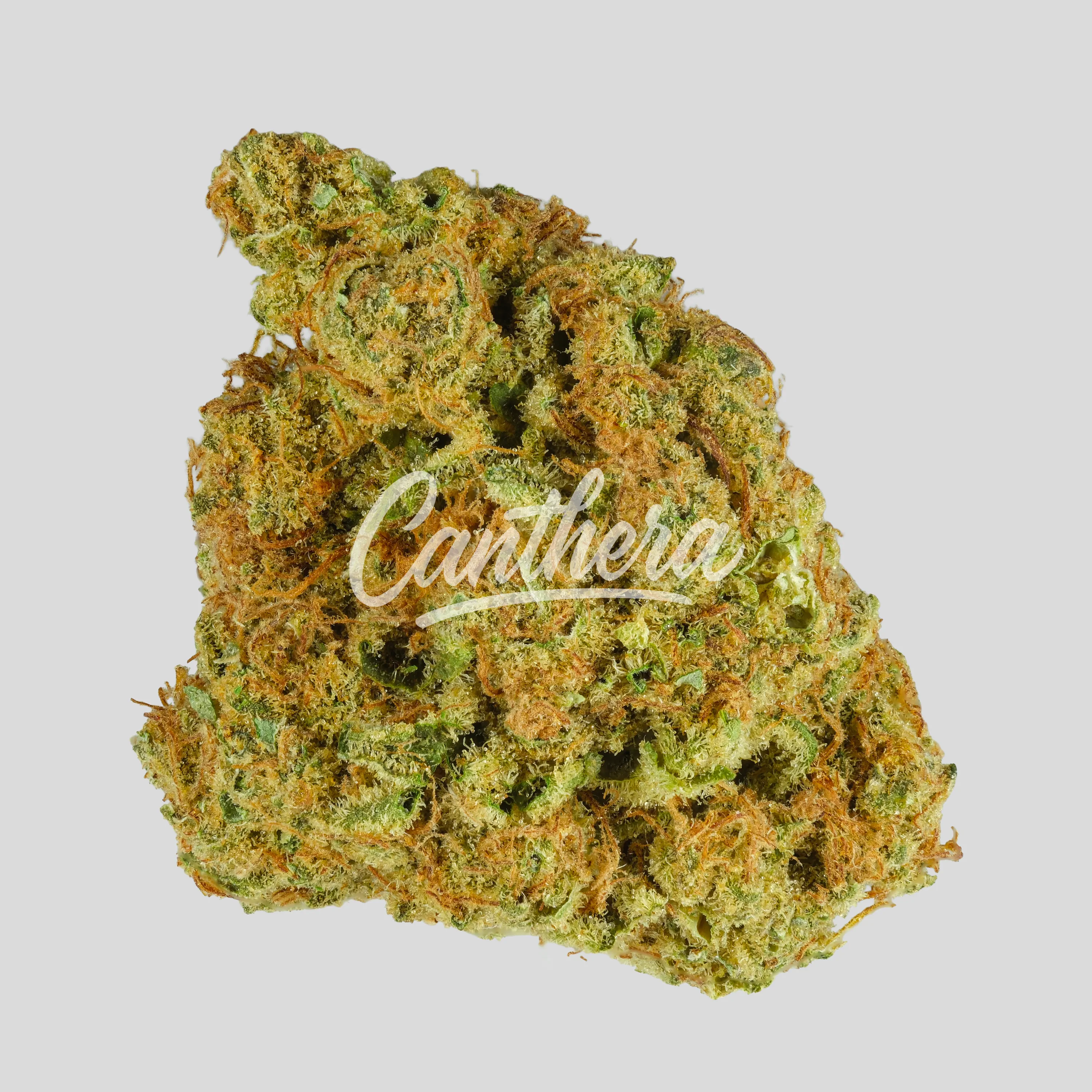 madrecan 21/1 - Granddaddy OG madrecan 21/1 - Granddaddy OG