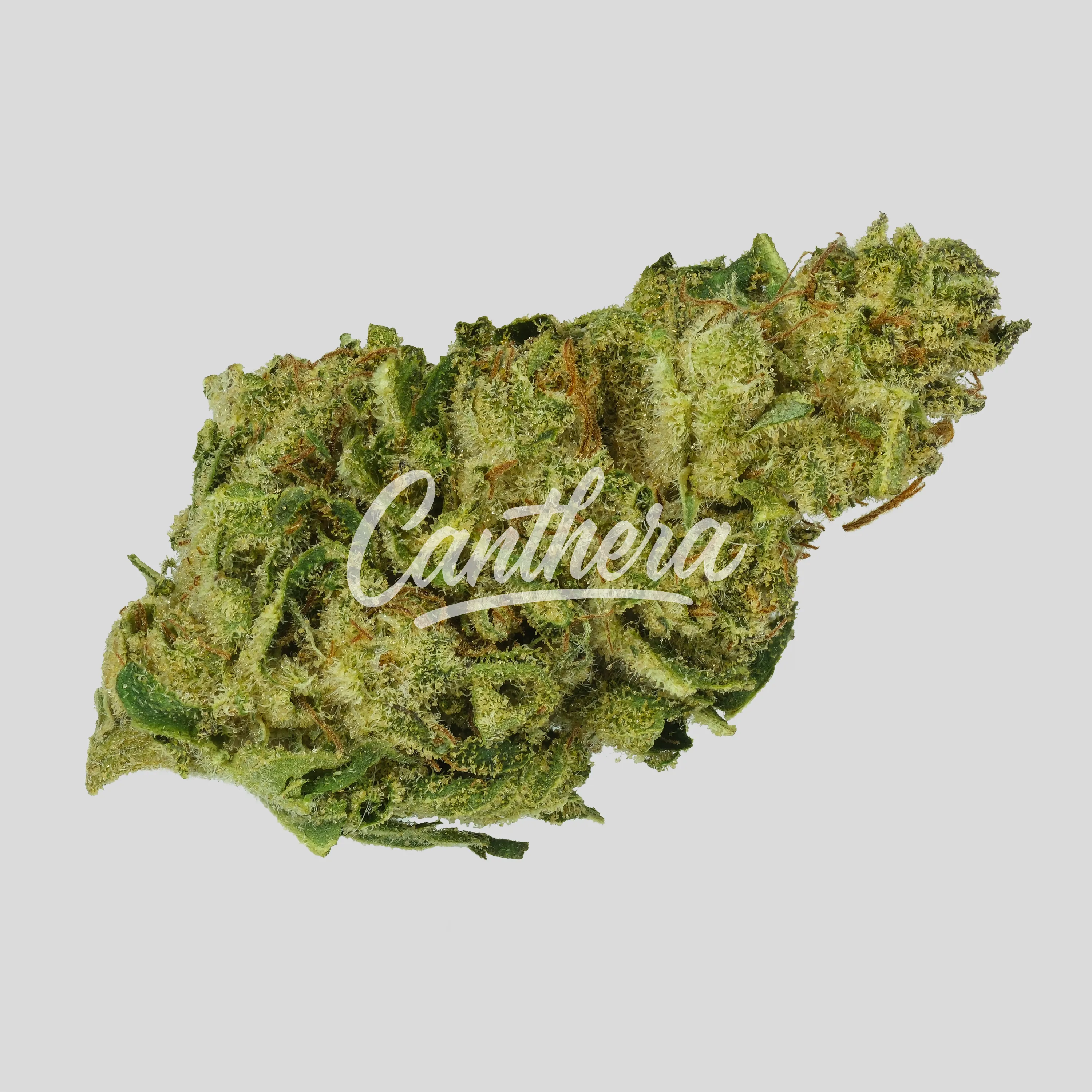 BG 18 KRK DAY - Kraken