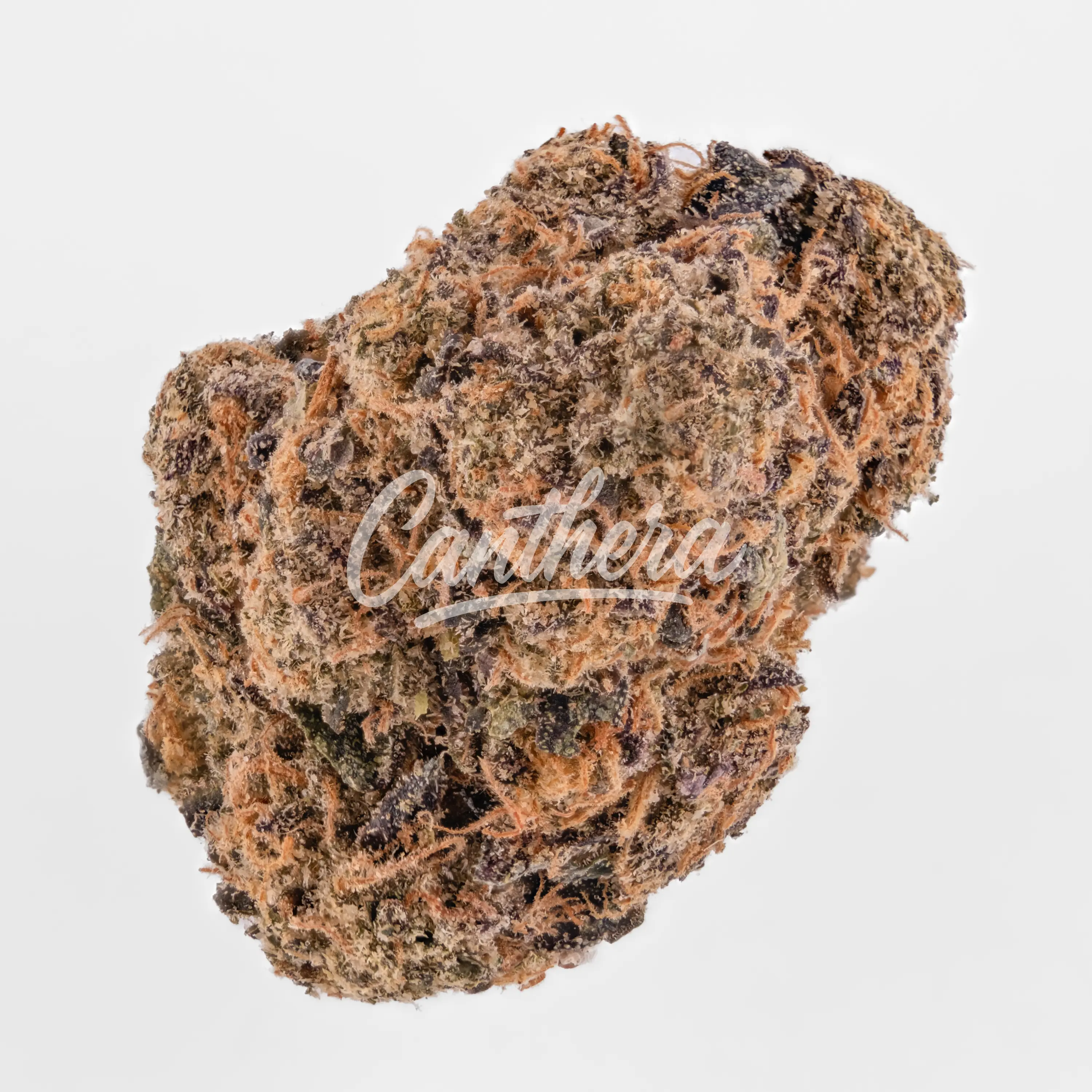 Nahaufnahme einer medizinischen Cannabisblüte